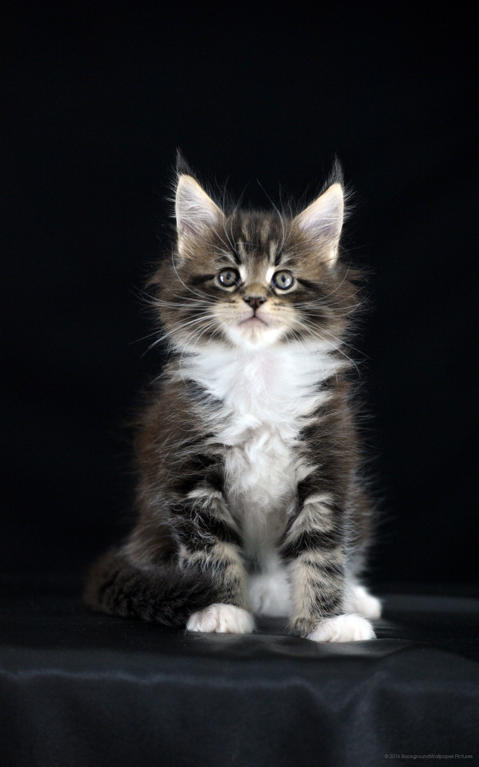 Gattino, Maine Coon, Sfondo nero, wallpaper per cellulare