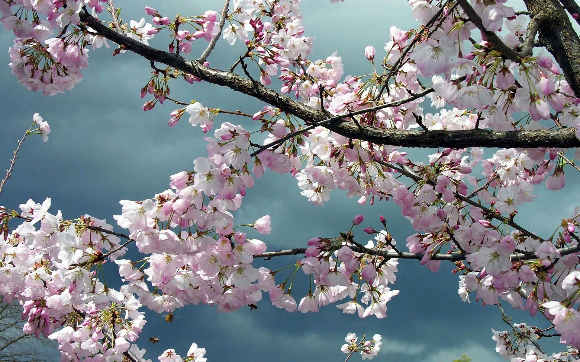 Fiori di ciliegio, Rami, Cielo nuvoloso, 1920x1200, immagine di sfondo