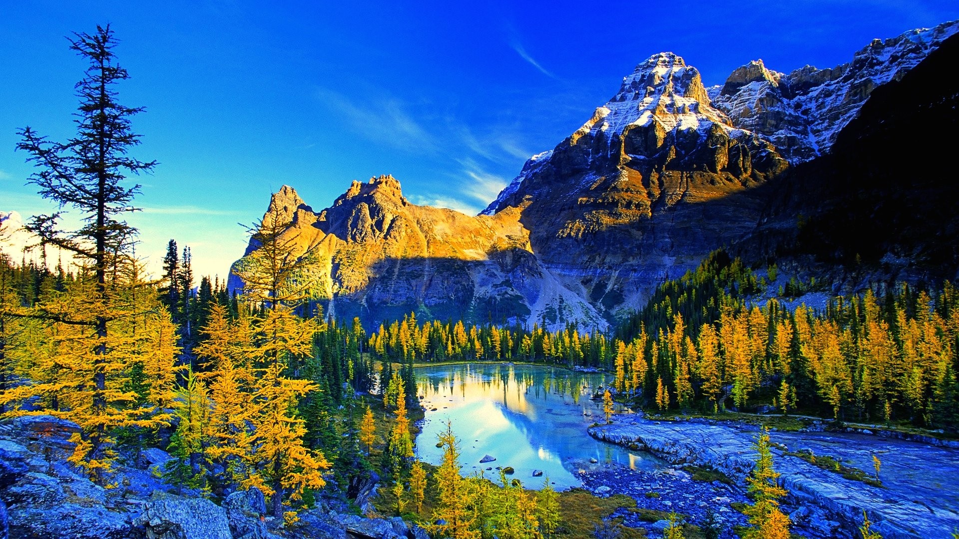 Lake O'Hara, Larici, Montagne, Lago alpino, Full HD, sfondo per PC