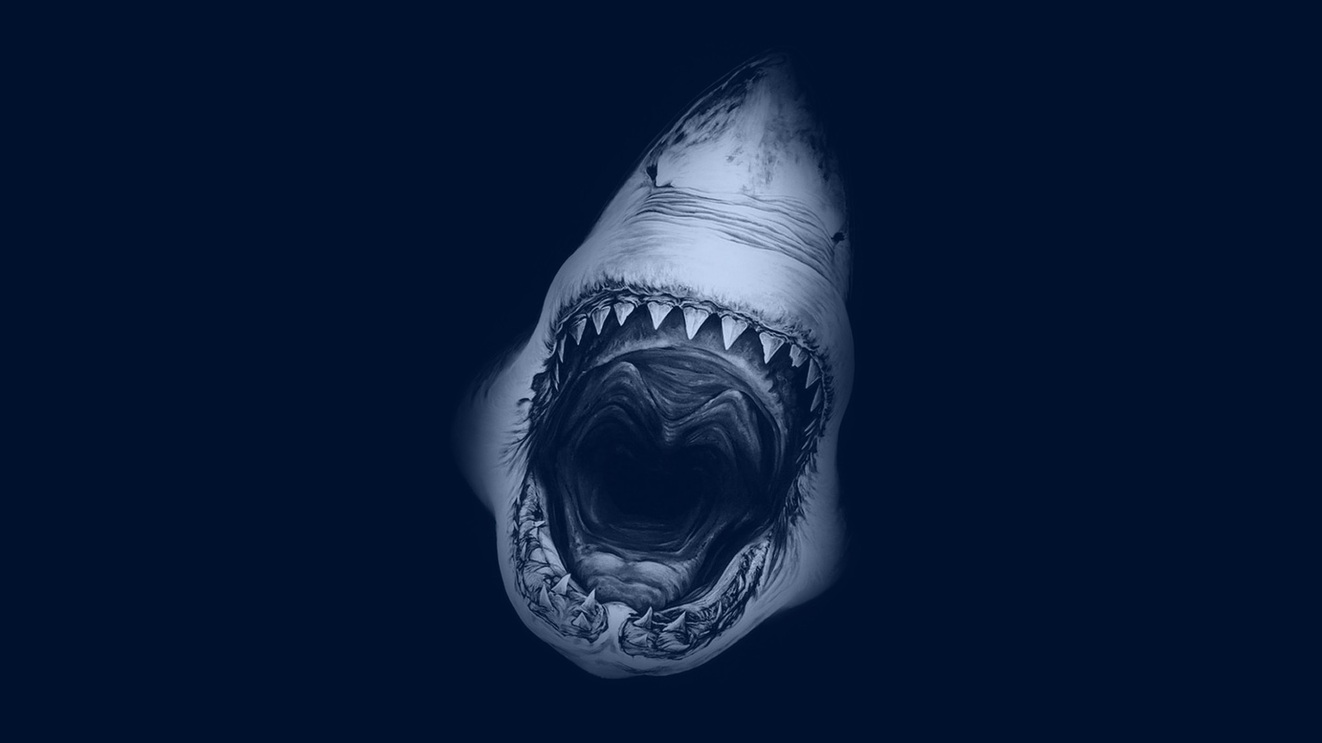 Squalo bianco, Fauci aperte, Denti, Sfondo blu scuro, Full HD, wallpaper desktop
