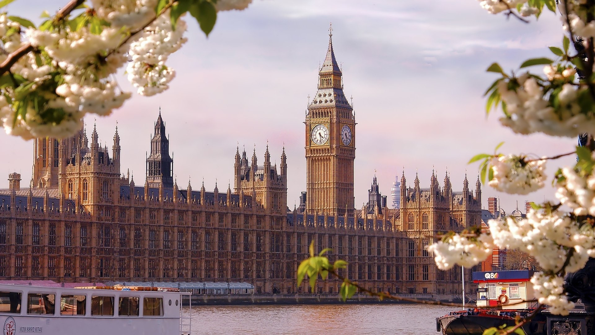Palazzo di Westminster, Big Ben, Fiori di ciliegio, Londra, Primavera, sfondo Windows 11