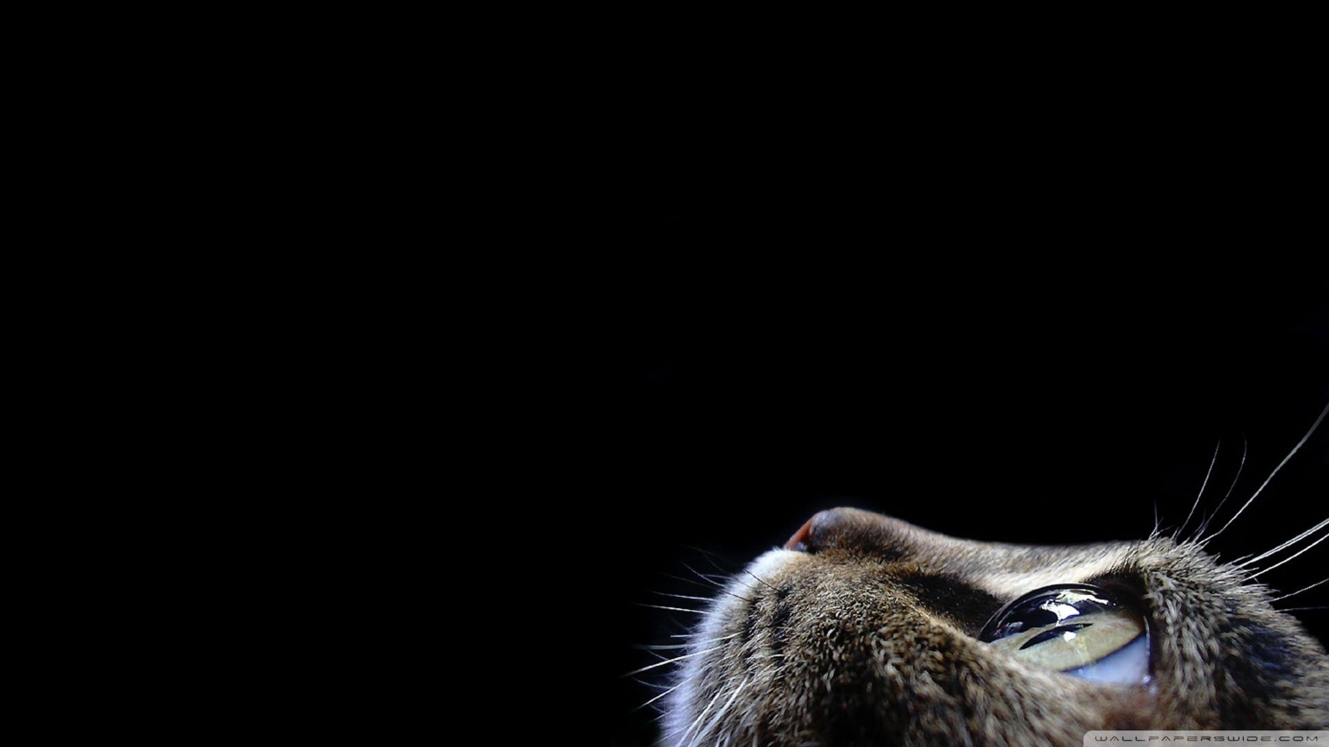 Gatto tigrato, Sguardo in alto, Sfondo nero, Minimalista, Full HD, wallpaper per PC