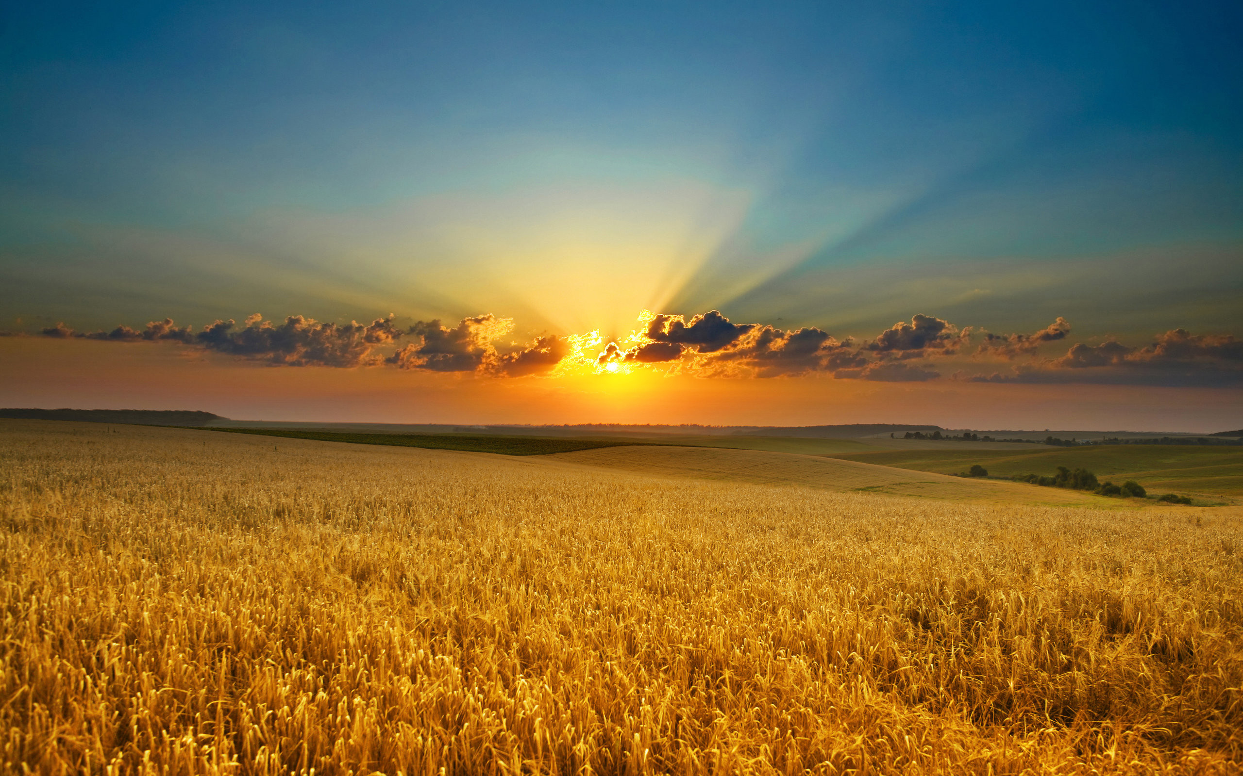 Sole, Campo di grano, Tramonto, Nuvole, 2560x1600, sfondo per PC