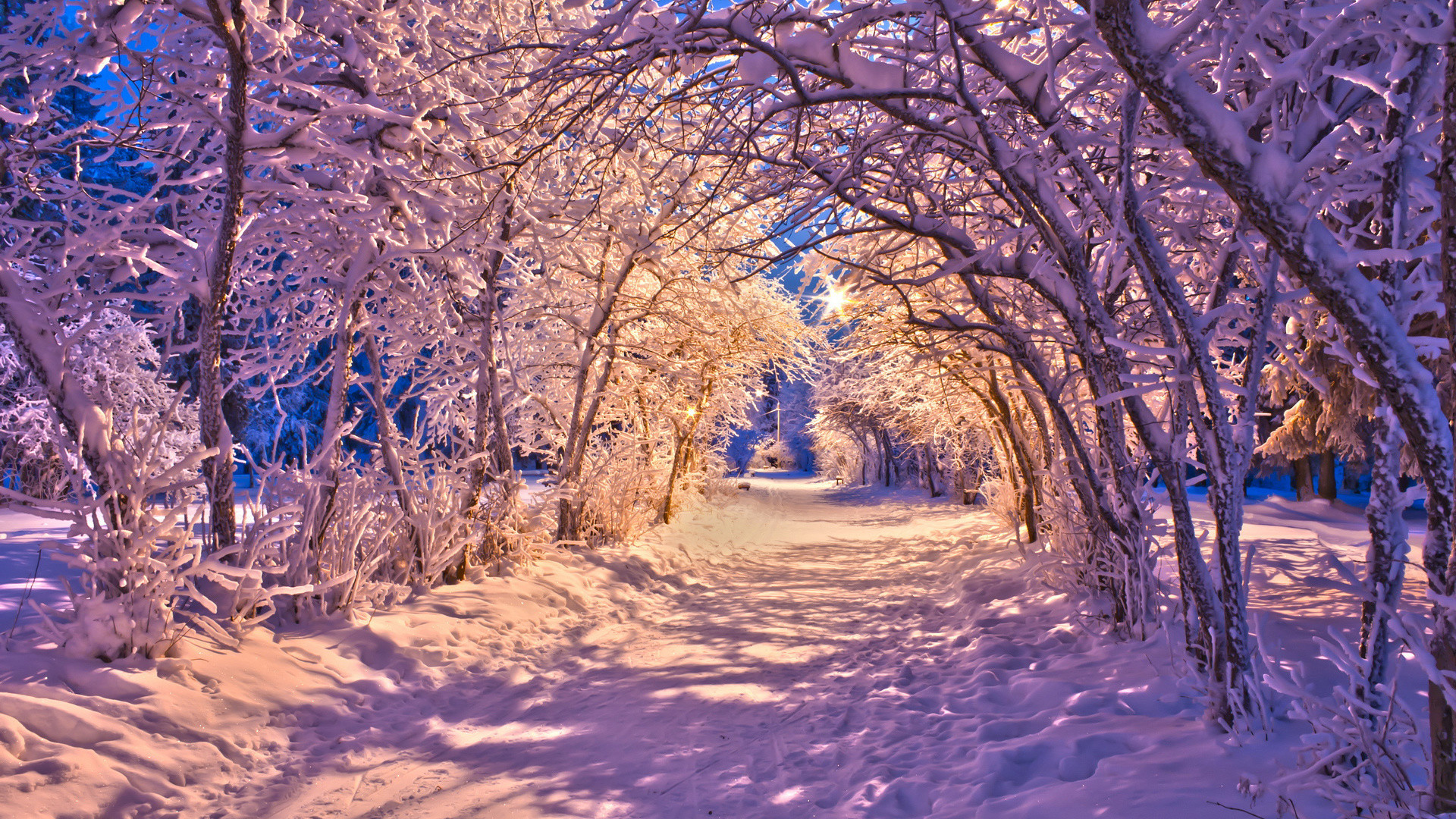 Viale innevato, Tunnel di alberi, Luci, Inverno, 16:9 Full HD, wallpaper widescreen