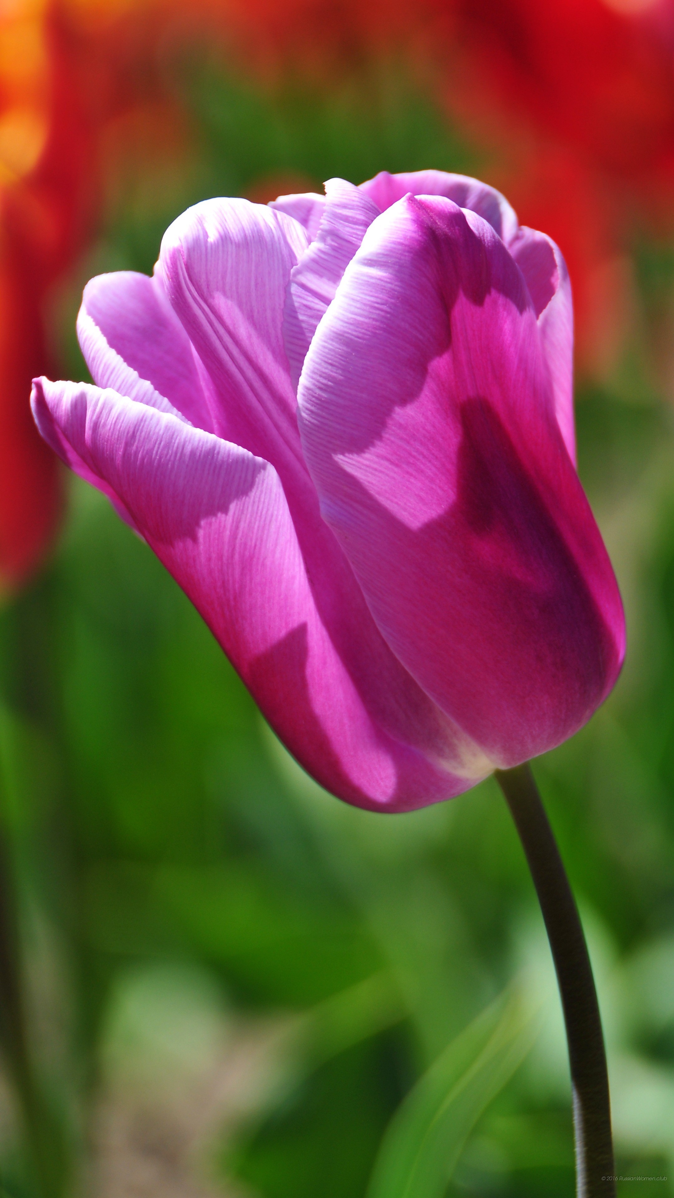 Tulipano viola, Fiore, Primo piano, sfondo desktop