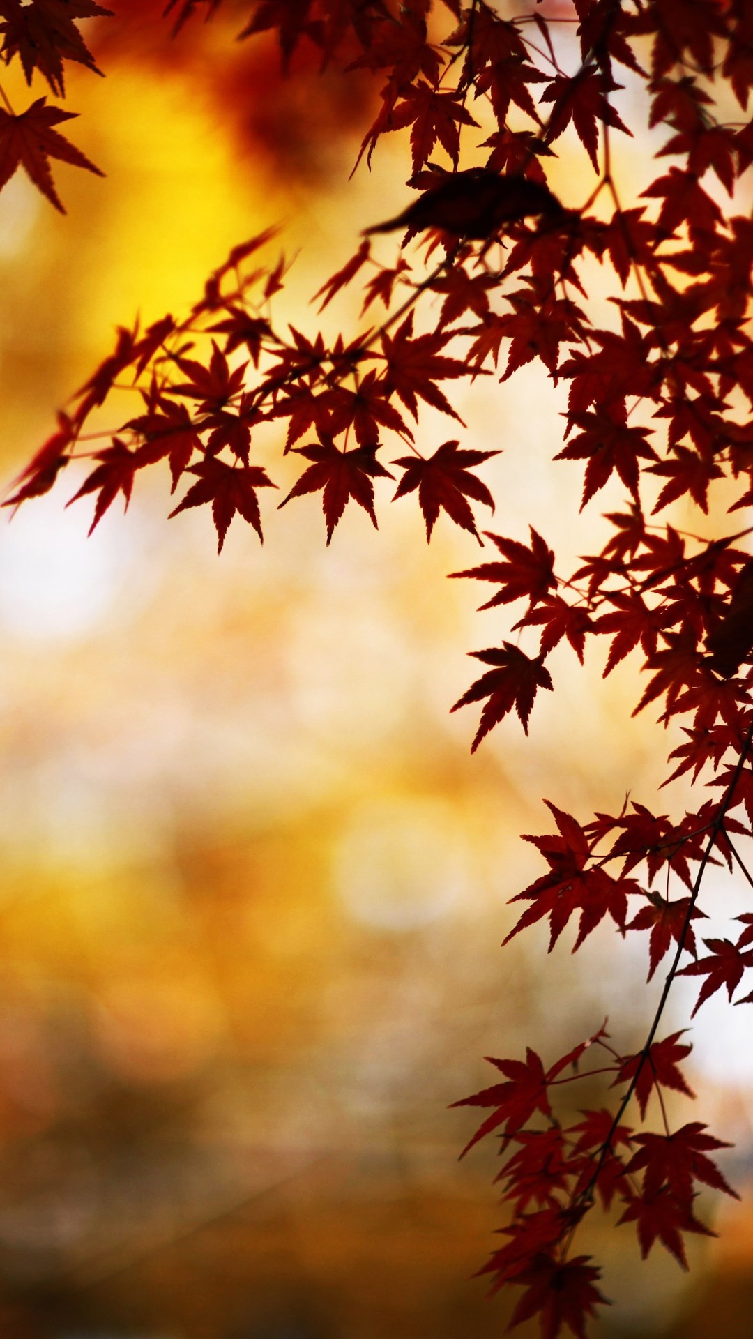 Foglie d'acero, Bokeh, Autunno, Full HD, sfondo per smartphone