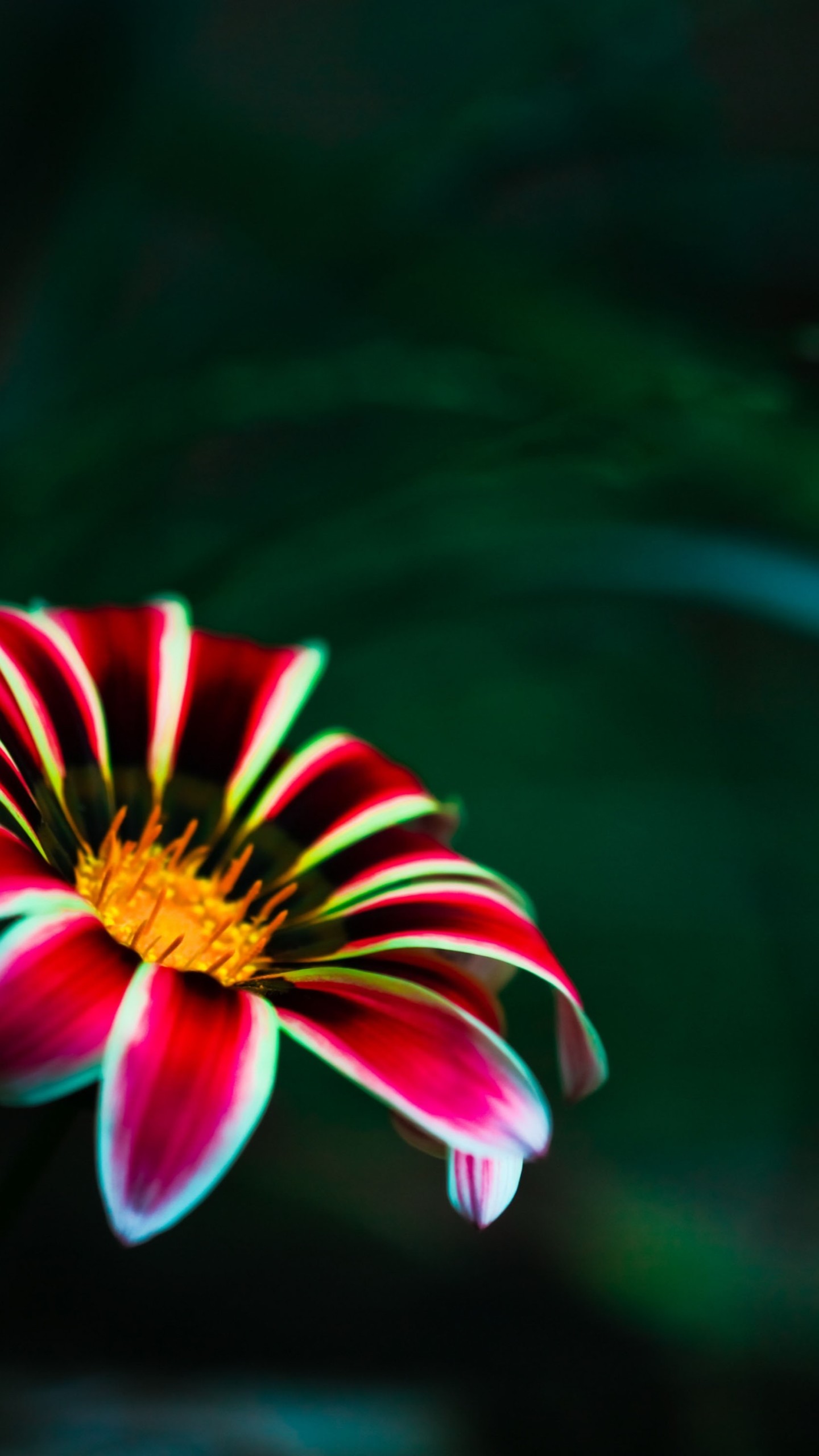Gazania, Fiore, Sfondo verde scuro, QHD+, schermata di blocco del cellulare