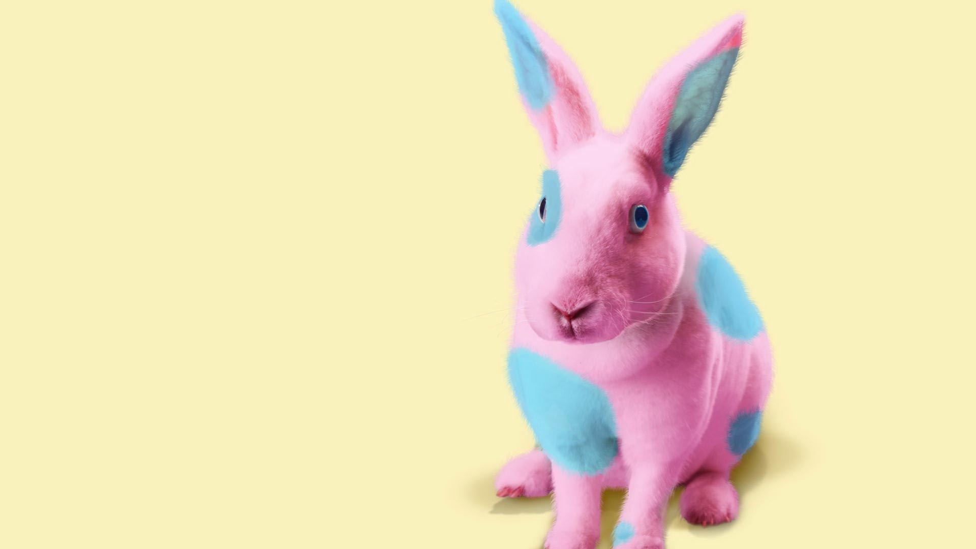Coniglio rosa, Macchie azzurre, Sfondo giallo, 16:9 Full HD, wallpaper widescreen