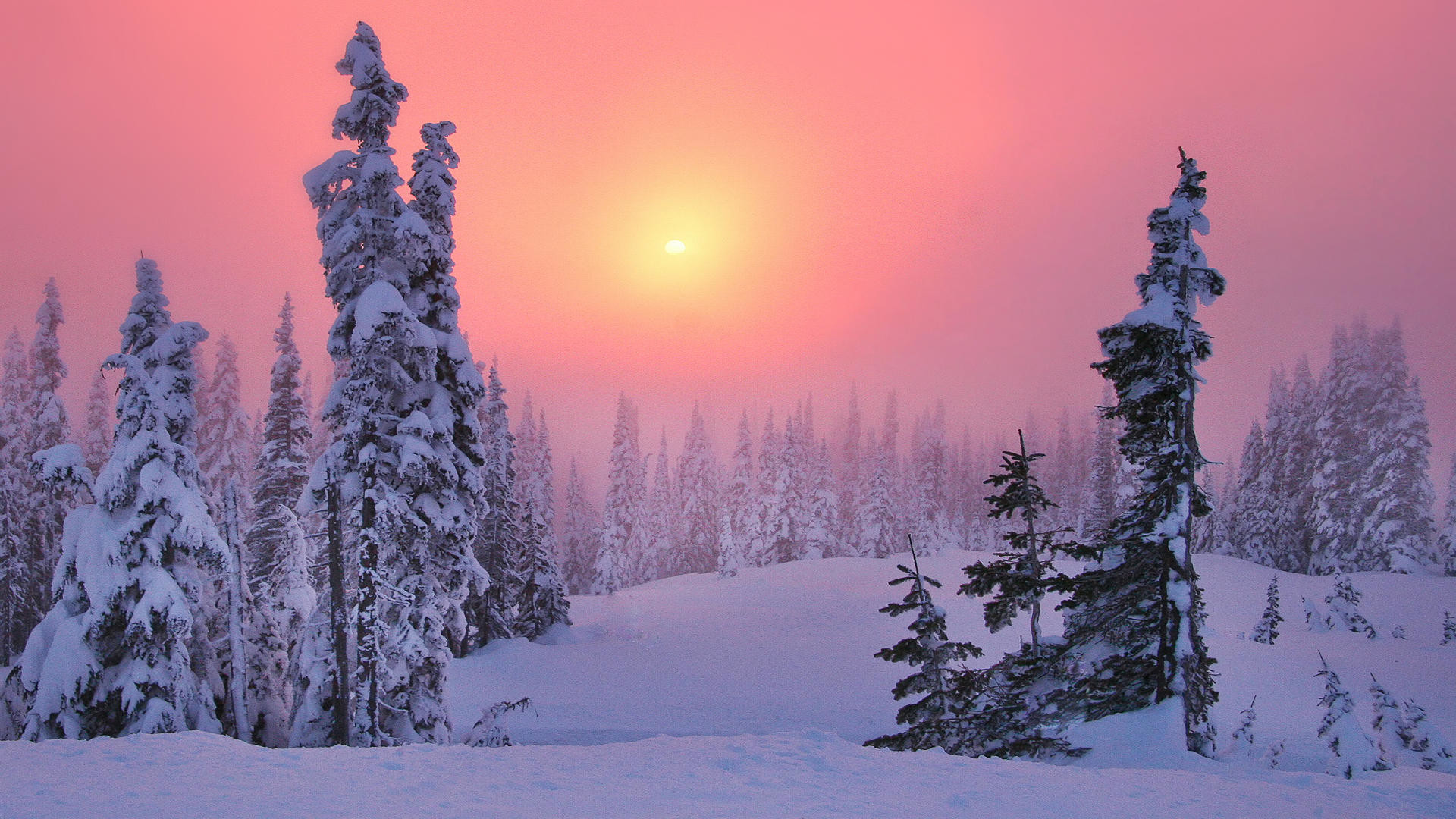 Abeti innevati, Sole, Cielo rosa, Inverno, 16:9 Full HD, wallpaper widescreen