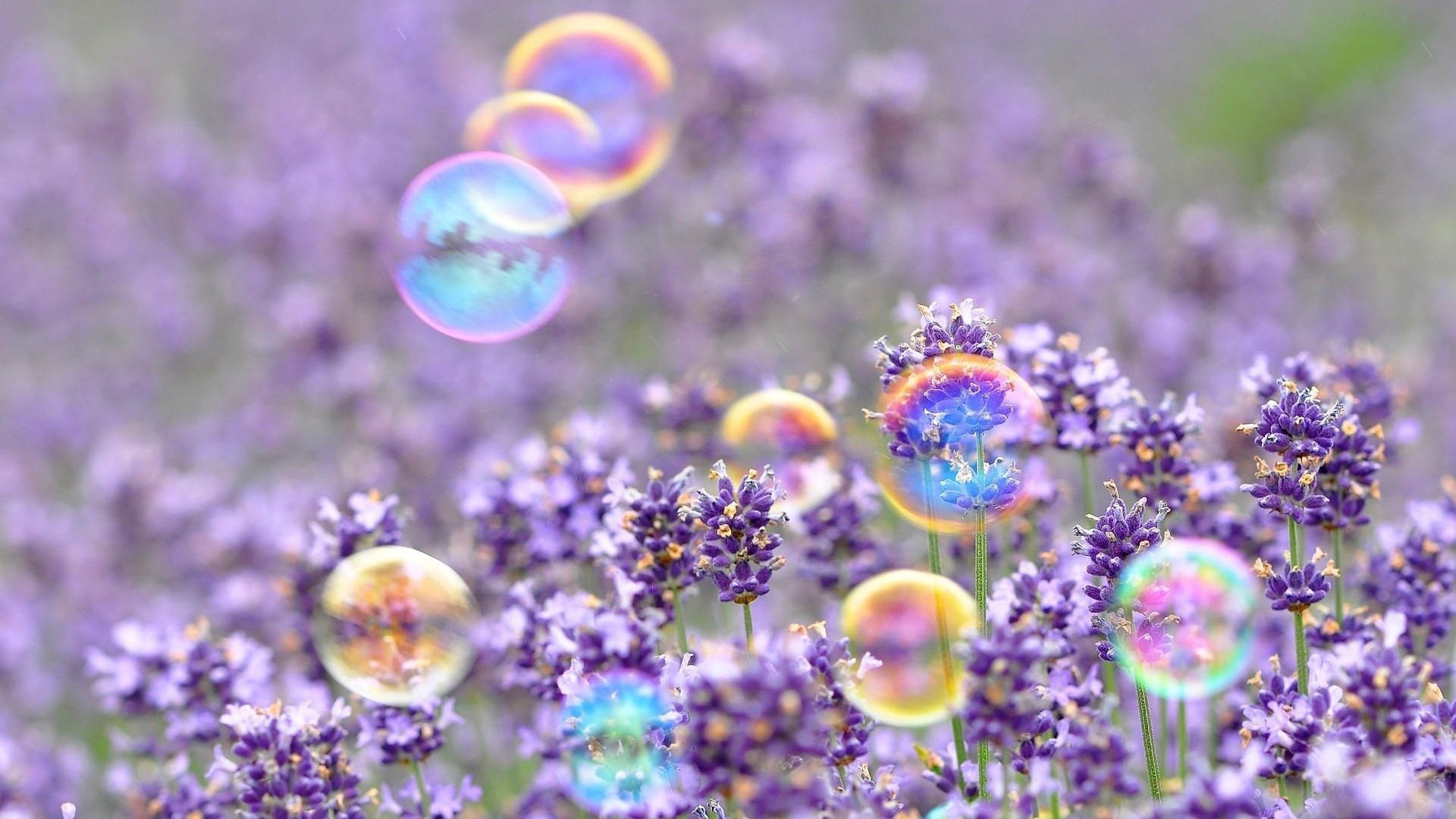 Lavanda, Bolle di sapone, Bokeh, 1920x1080, immagine di sfondo