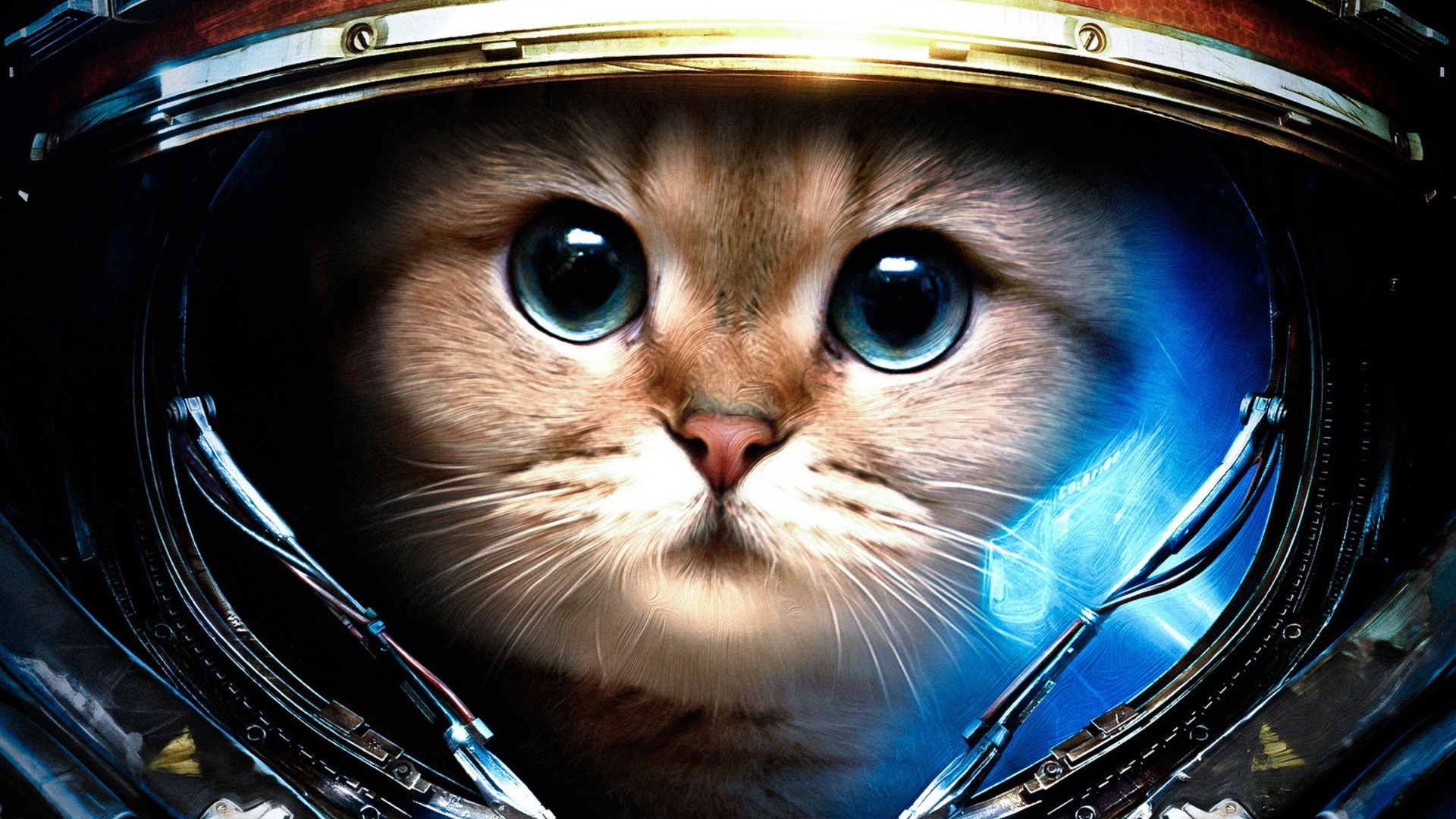 StarCraft II, Gatto, Parodia, Casco, Full HD, sfondo per portatile