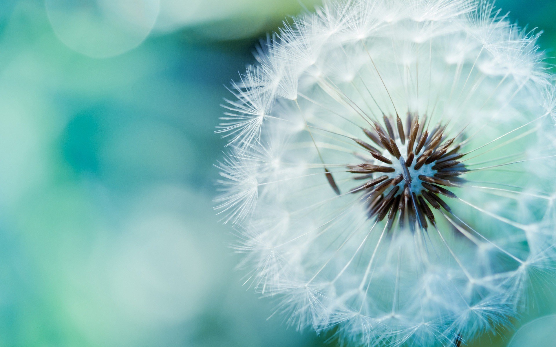 Soffione, Tarassaco, Macro, Turchese, sfondo Full HD per desktop