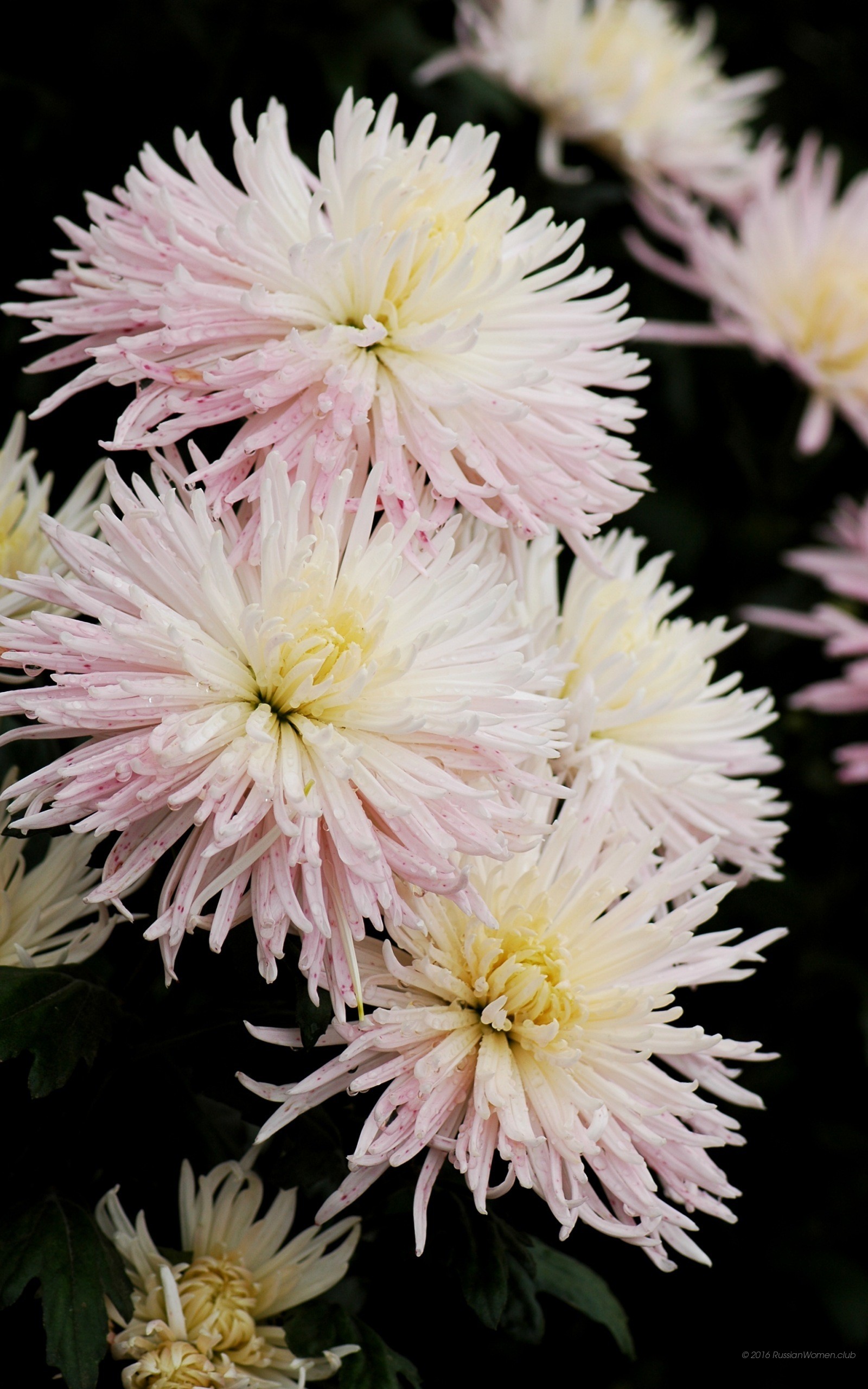 Crisantemi, Fiori bianchi, Sfondo nero, QHD+, wallpaper per cellulare
