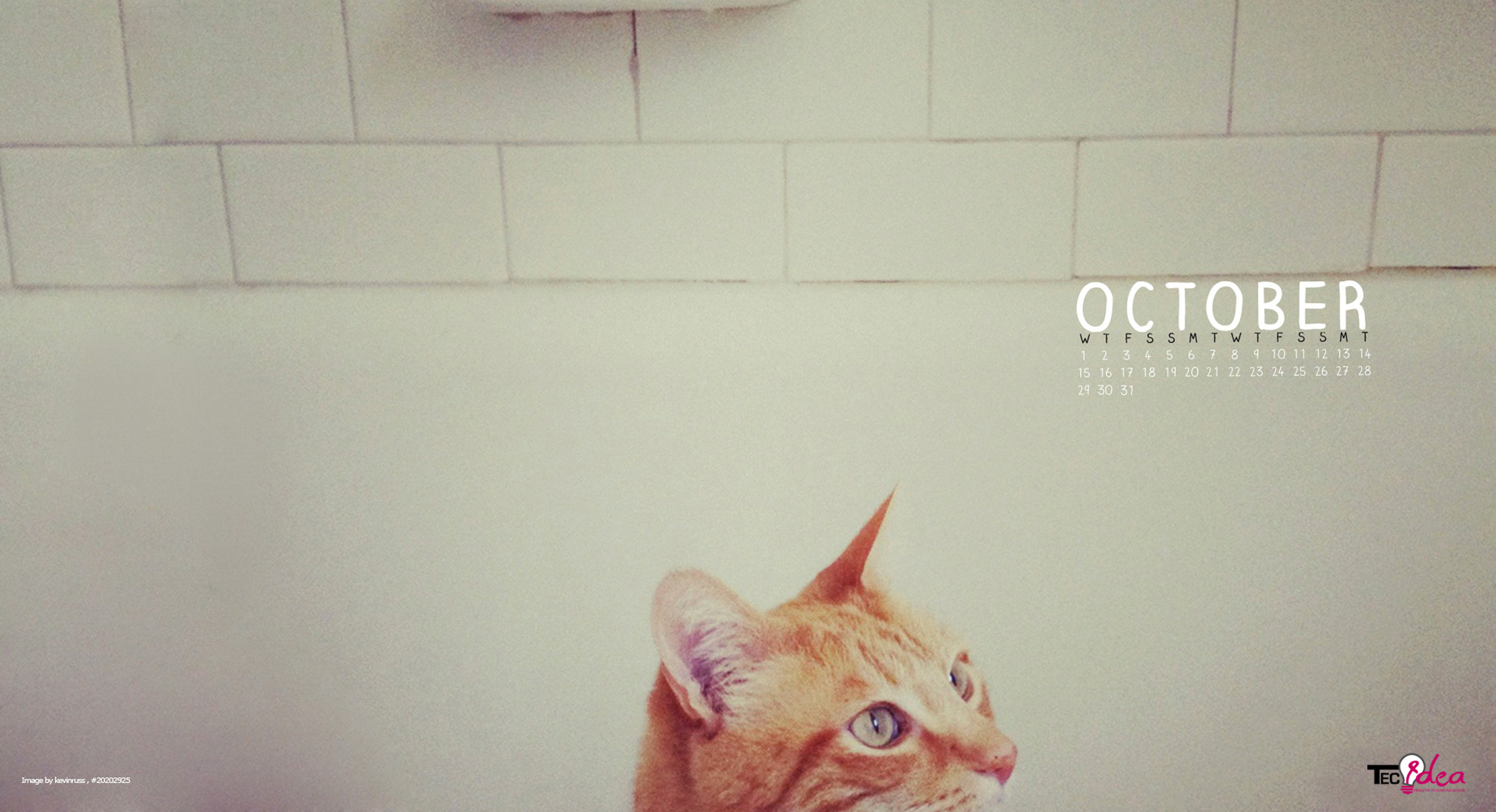Calendario ottobre, Gatto rosso, Piastrelle, Minimalista, Sfondo bianco, wallpaper Windows 11