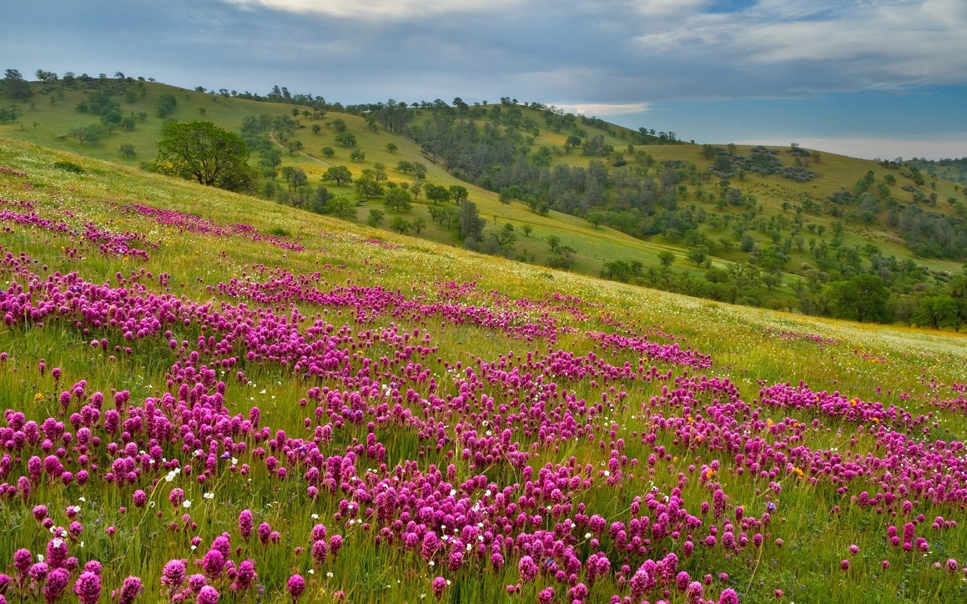 Prato fiorito, Fiori fucsia, Colline, Primavera, 1920x1200, sfondo per PC