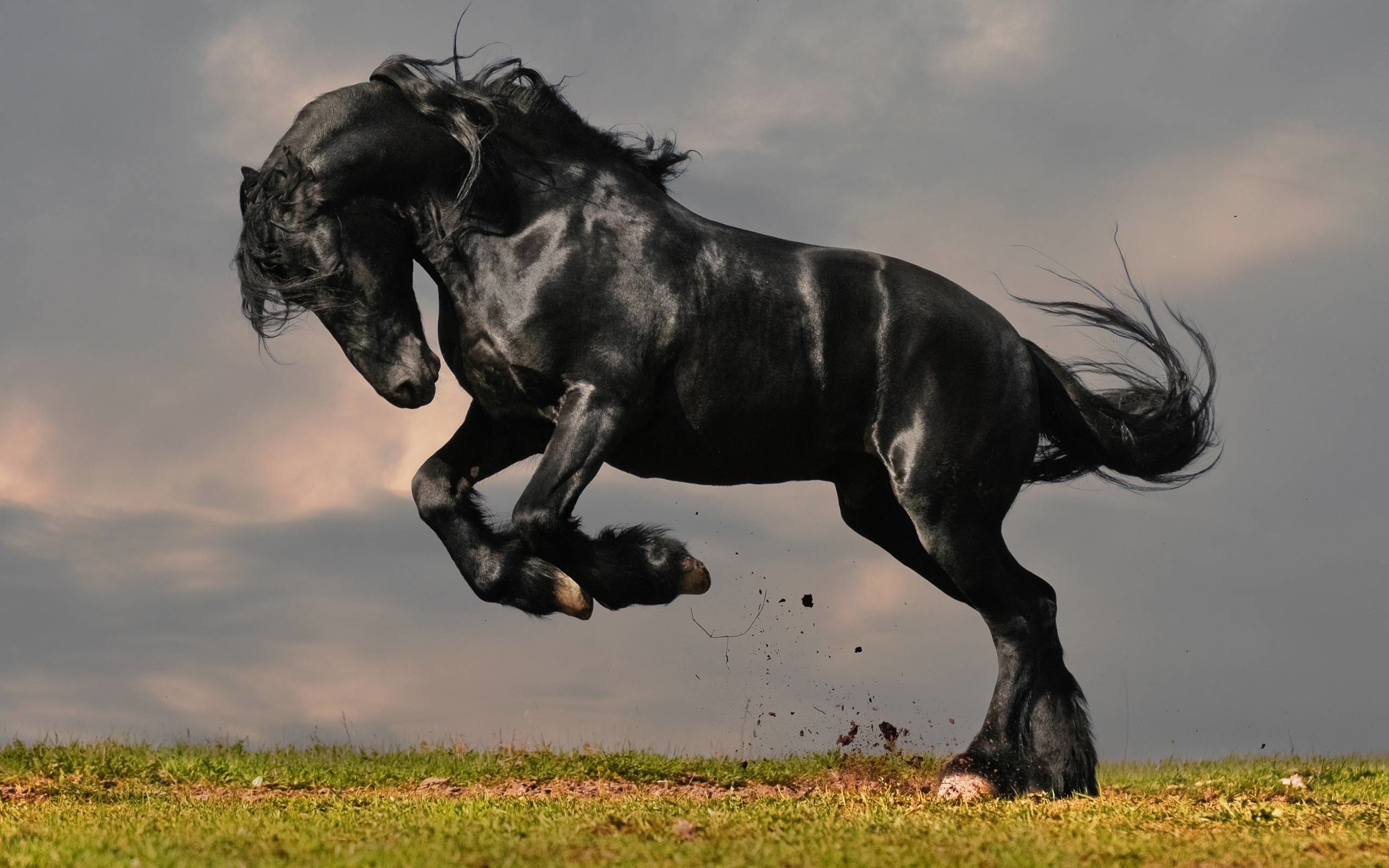 Frisone, Cavallo nero, Salto, Cielo nuvoloso, 2560x1600, immagine di sfondo