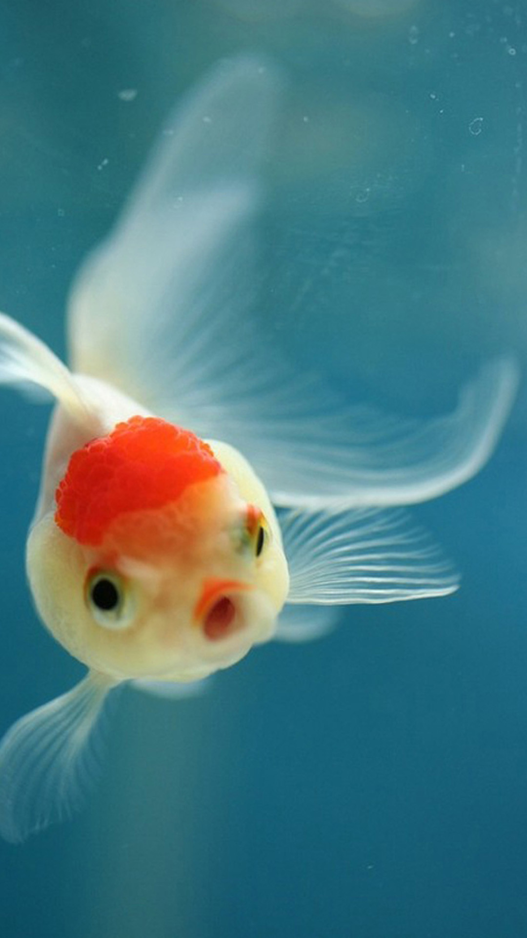 Pesce rosso, Acqua, Azzurro, Full HD, schermata di blocco LG G2