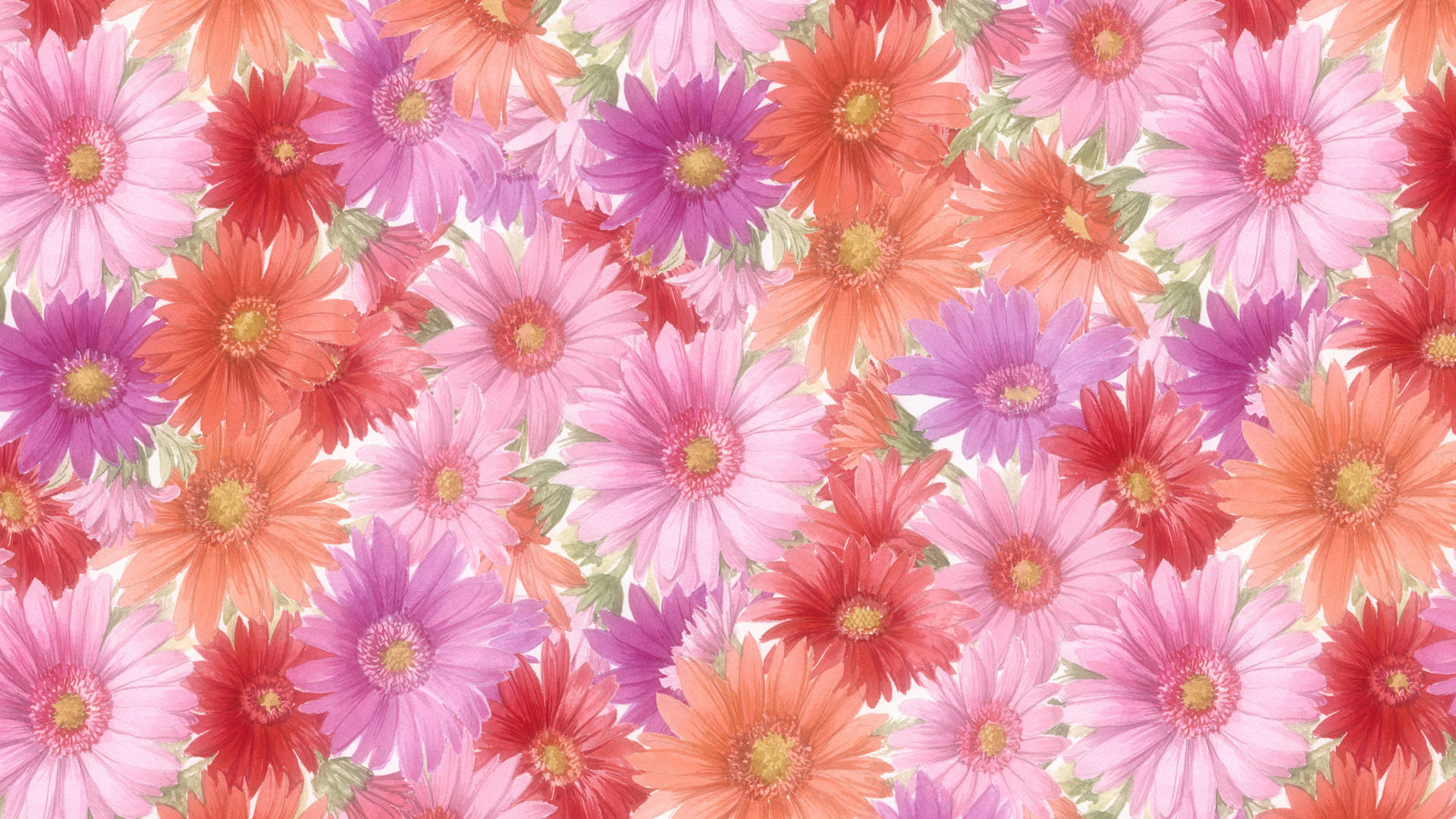 Gerbere, Motivo floreale, Rosa e arancione, Full HD, sfondo per portatile