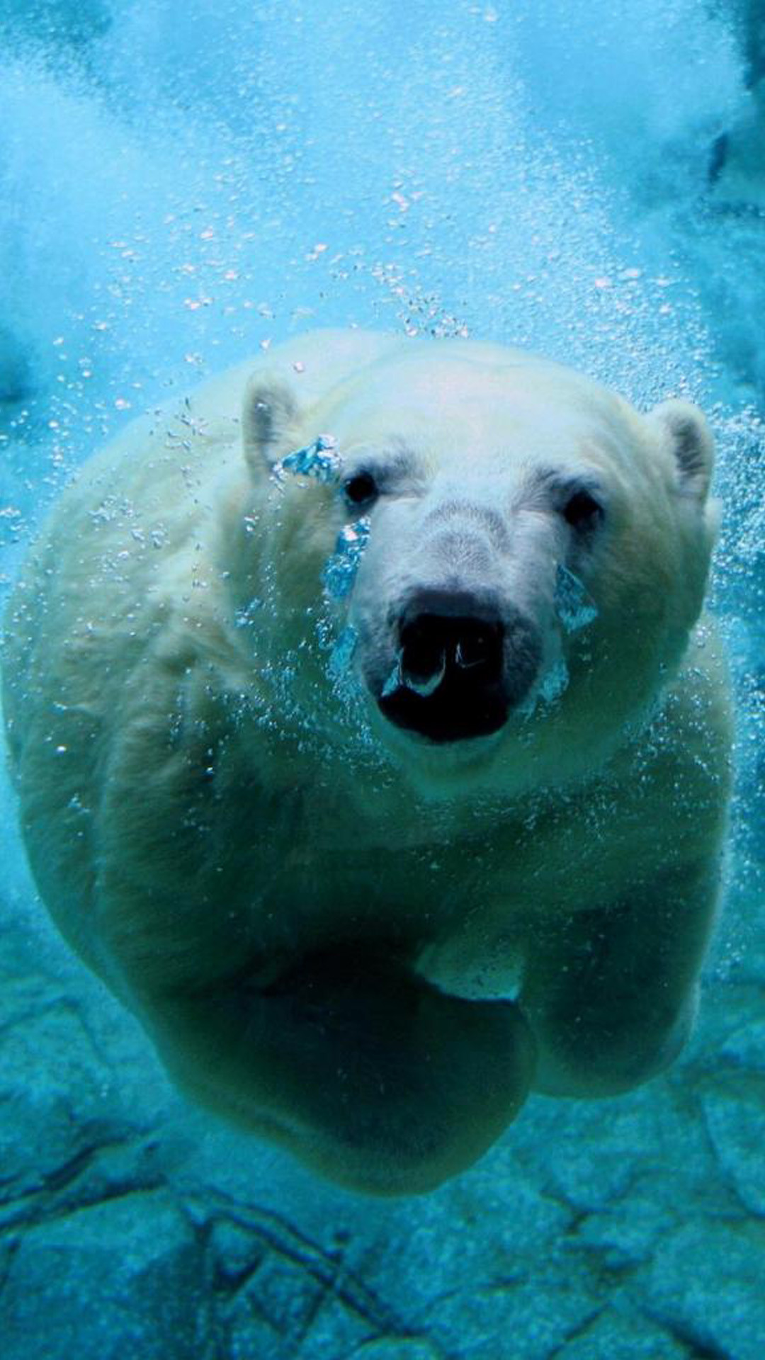 Orso polare, Sott'acqua, Nuoto, Animale, schermata Home Galaxy S5