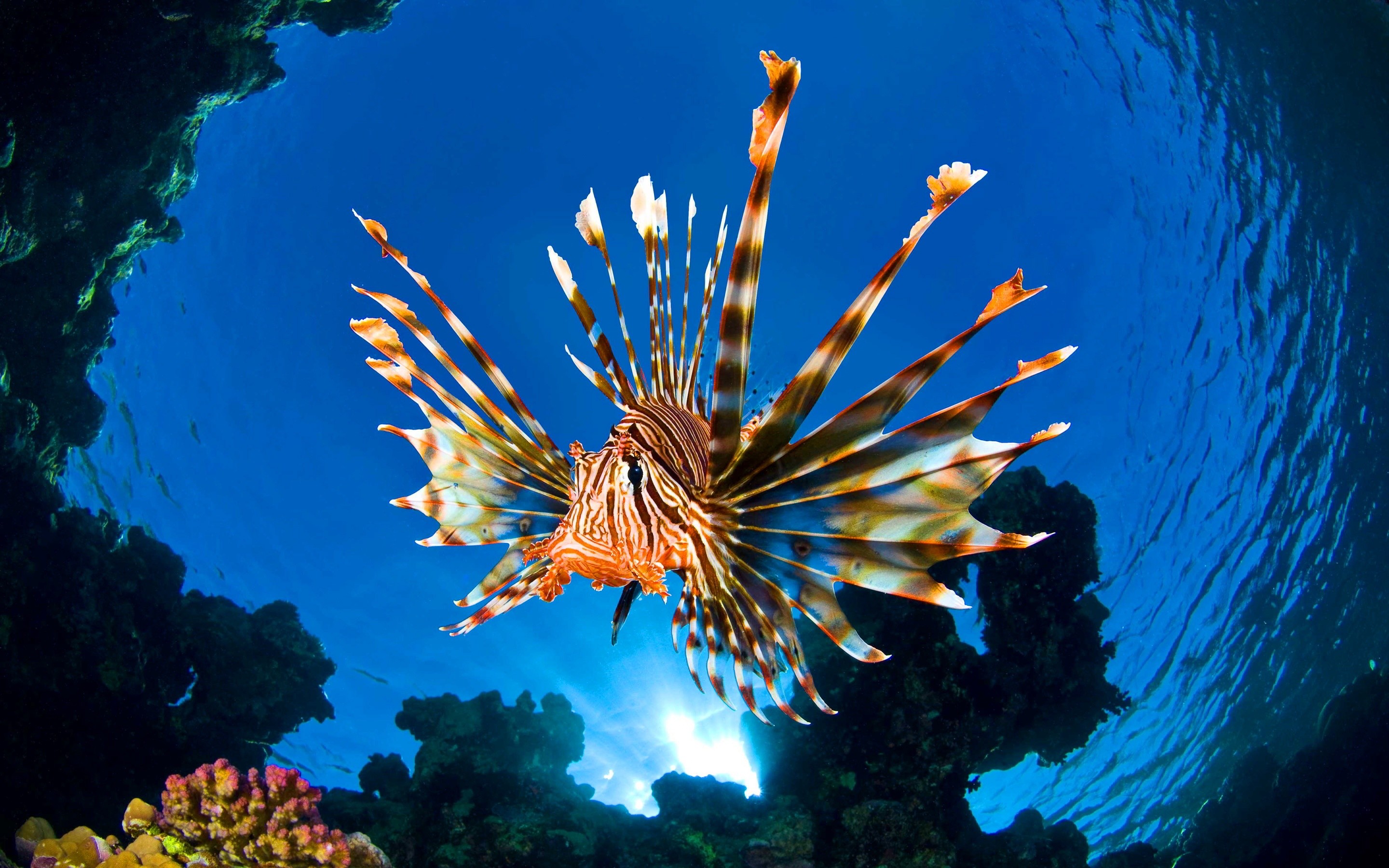 Pesce leone, Subacqueo, Barriera corallina, Oceano, Vista dal basso, sfondo Windows 10 2K