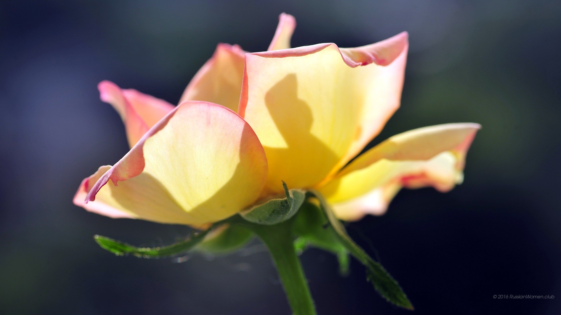 Rosa gialla, Fiore, Macro, Full HD, sfondo per desktop