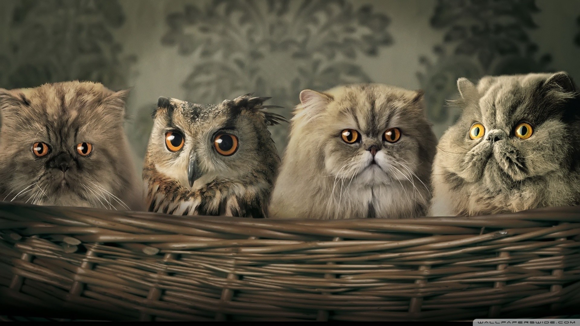 Gufi, Gatti persiani, Cesto, Divertente, 1920x1080, sfondo per PC