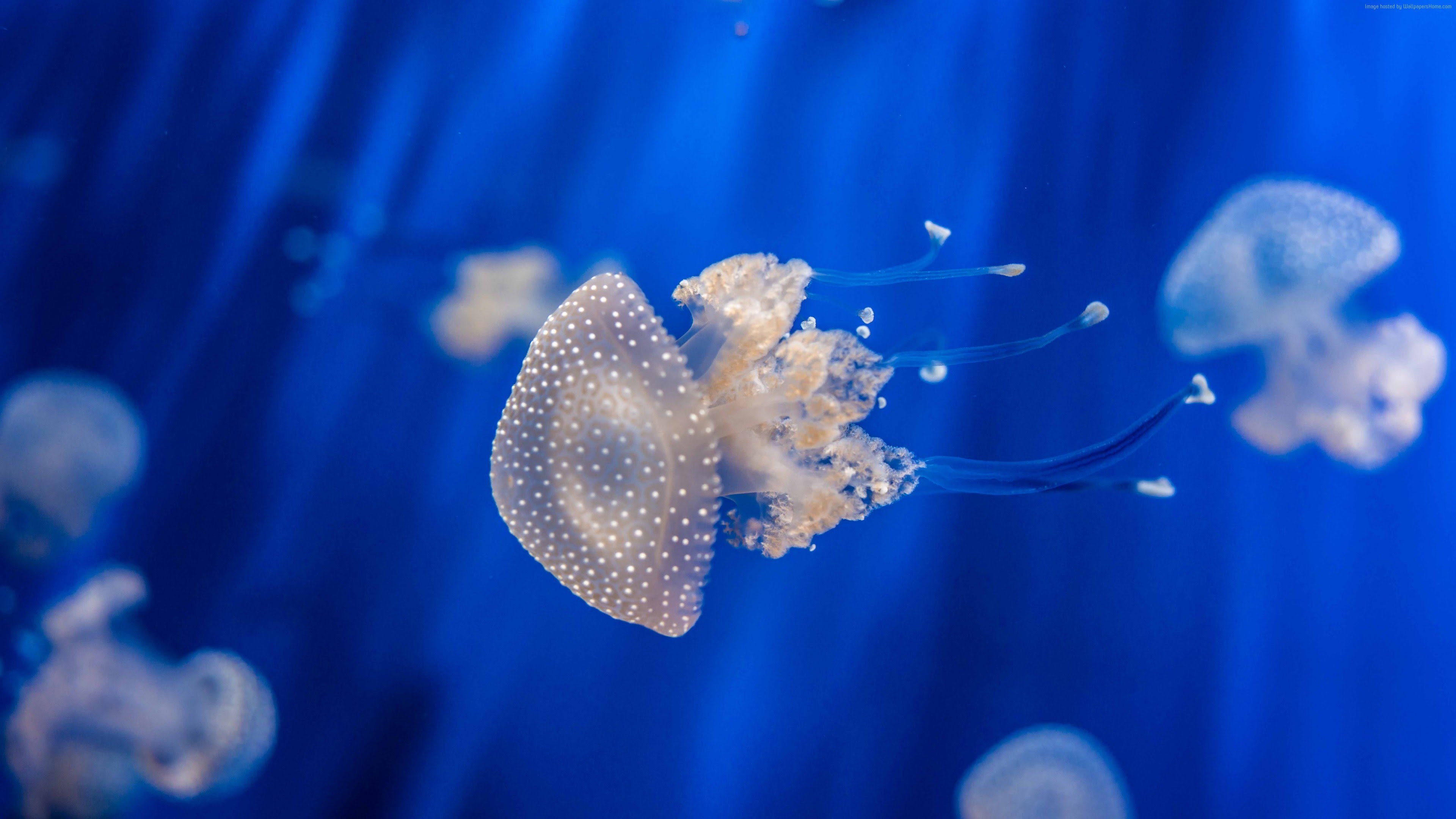 Meduse, Sott'acqua, Blu, sfondo per iPhone