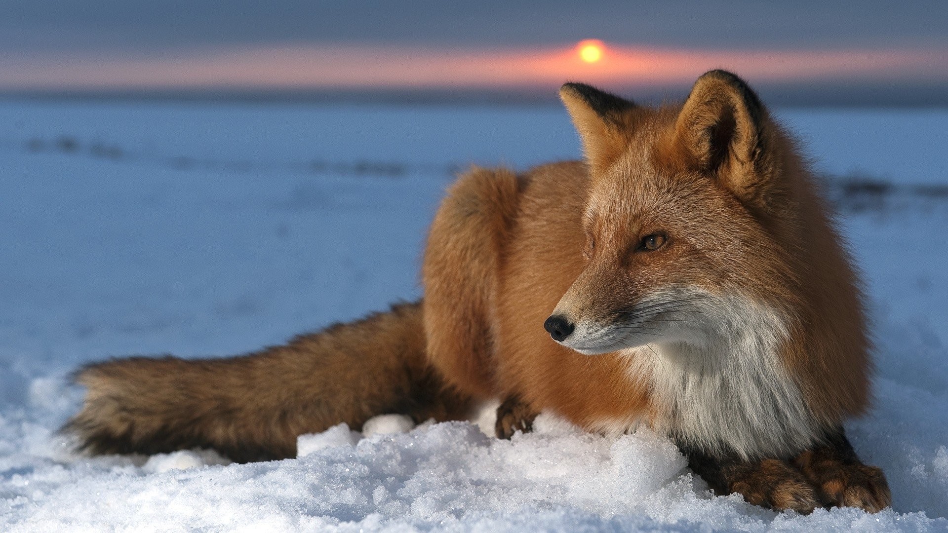 Volpe rossa, Neve, Tramonto, Inverno, 16:9 Full HD, wallpaper widescreen