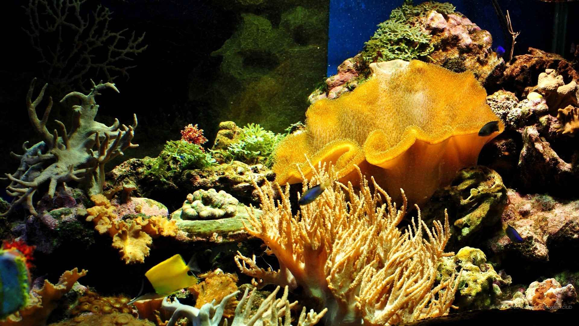 Acquario, Coralli, Barriera corallina, Pesci, 16:9 Full HD, sfondo widescreen