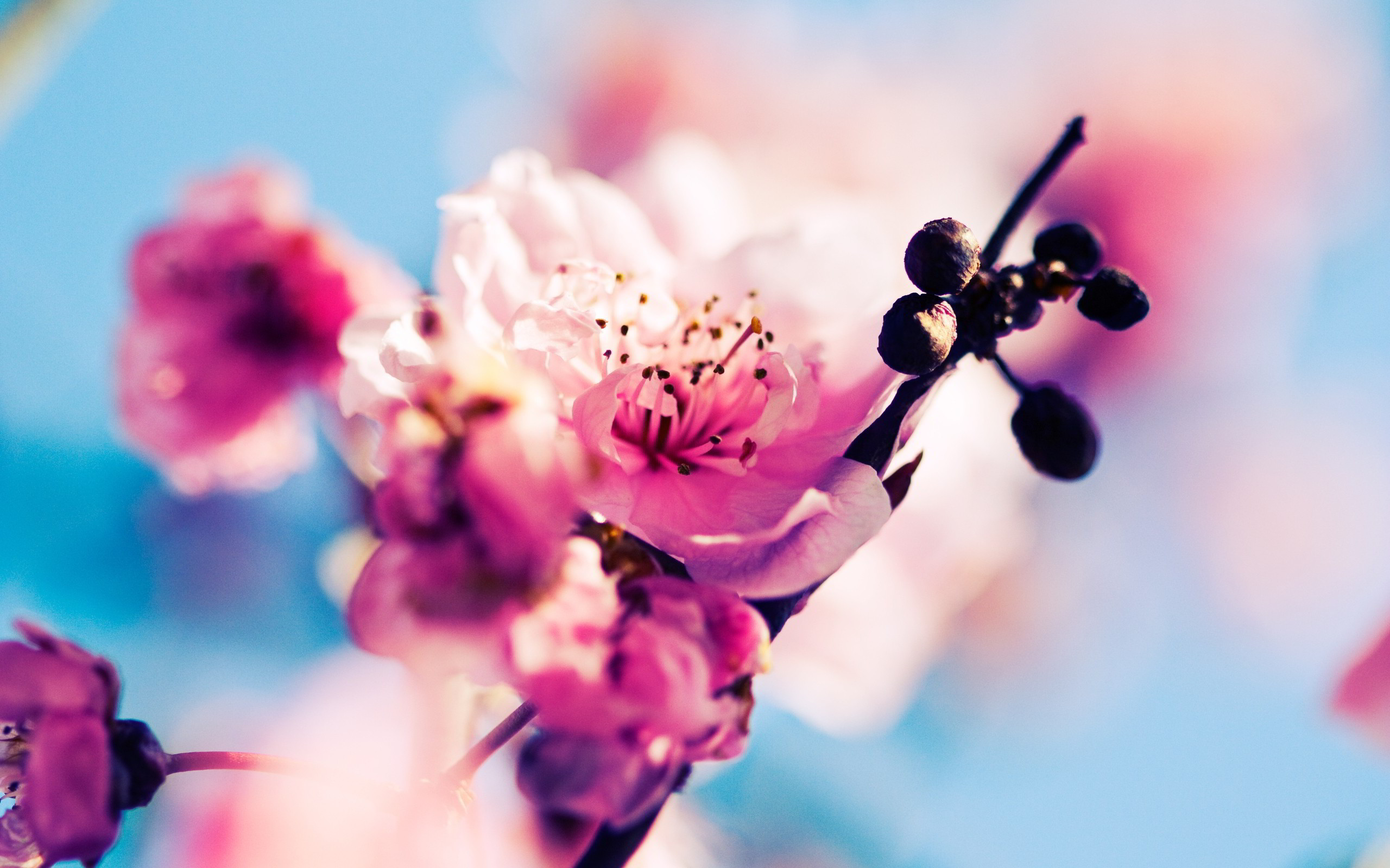 Fiori di pesco, Macro, Rosa, Bokeh, 2560x1600, sfondo MacBook Pro