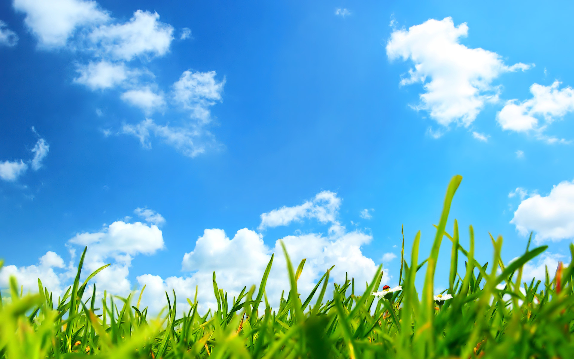 Erba, Cielo azzurro, Nuvole, Estate, 16:10 Full HD, sfondo widescreen