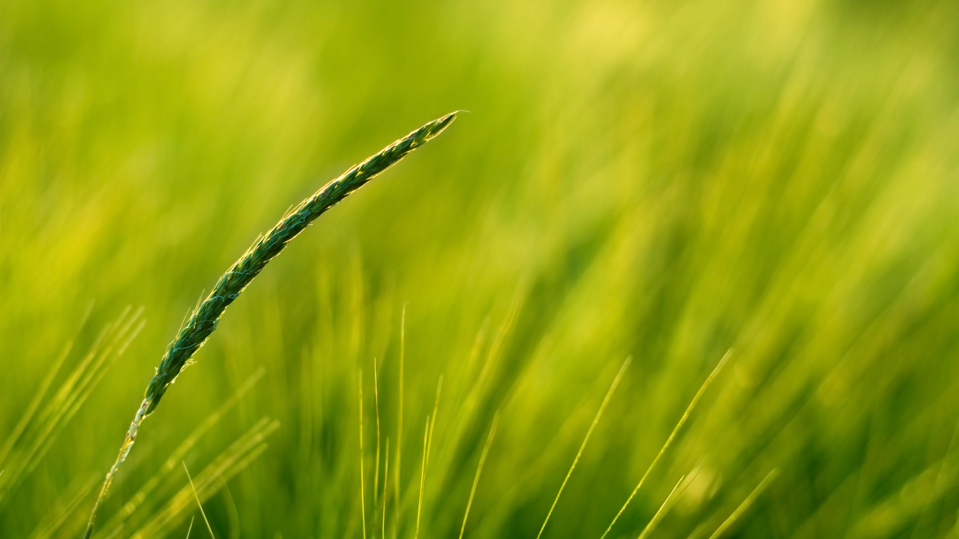Spiga, Erba, Sfocato, Giallo verde, 1920x1080, sfondo per PC