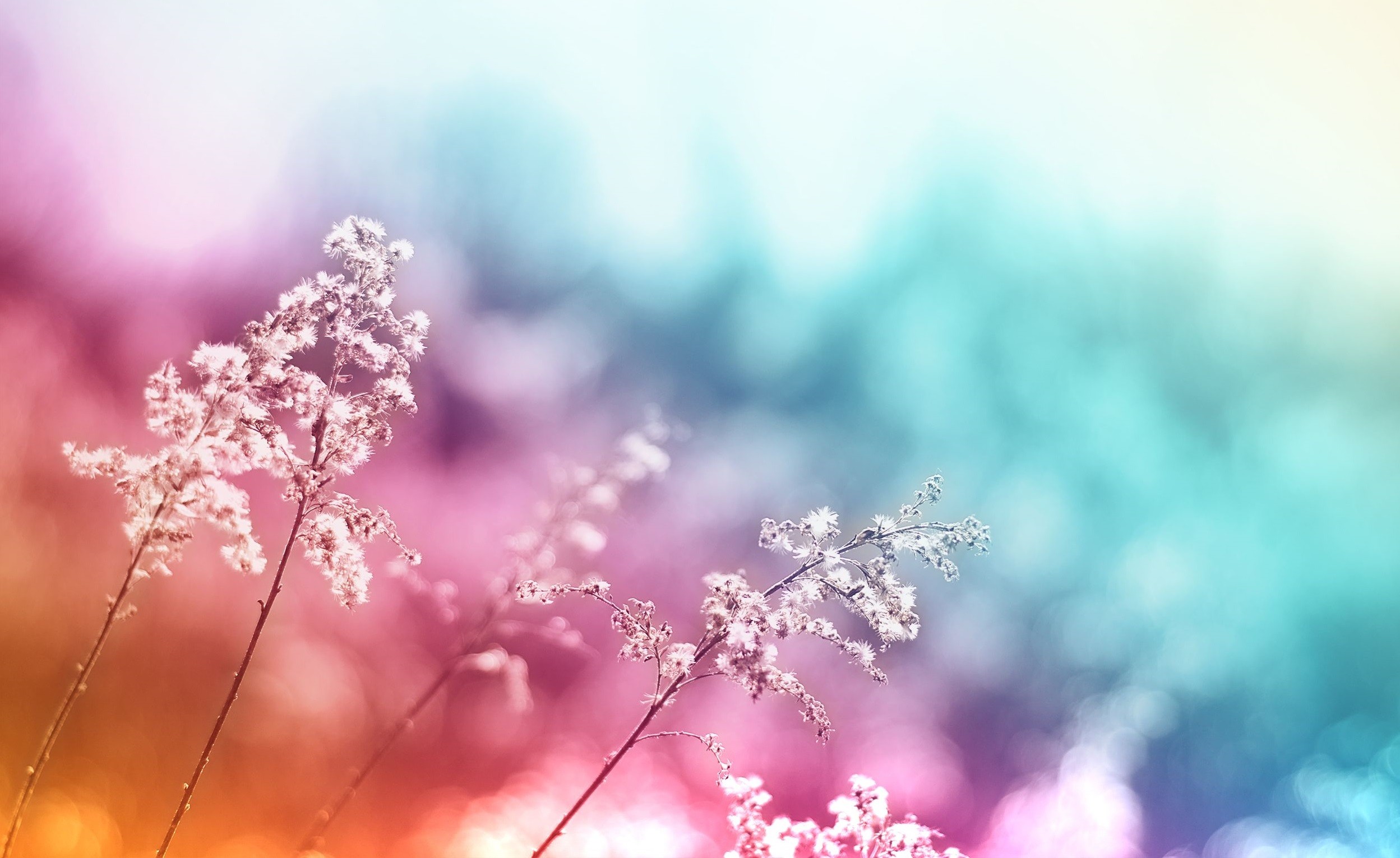 Fiori, Bokeh, Colori pastello, Arcobaleno, Full HD, sfondo Windows 11