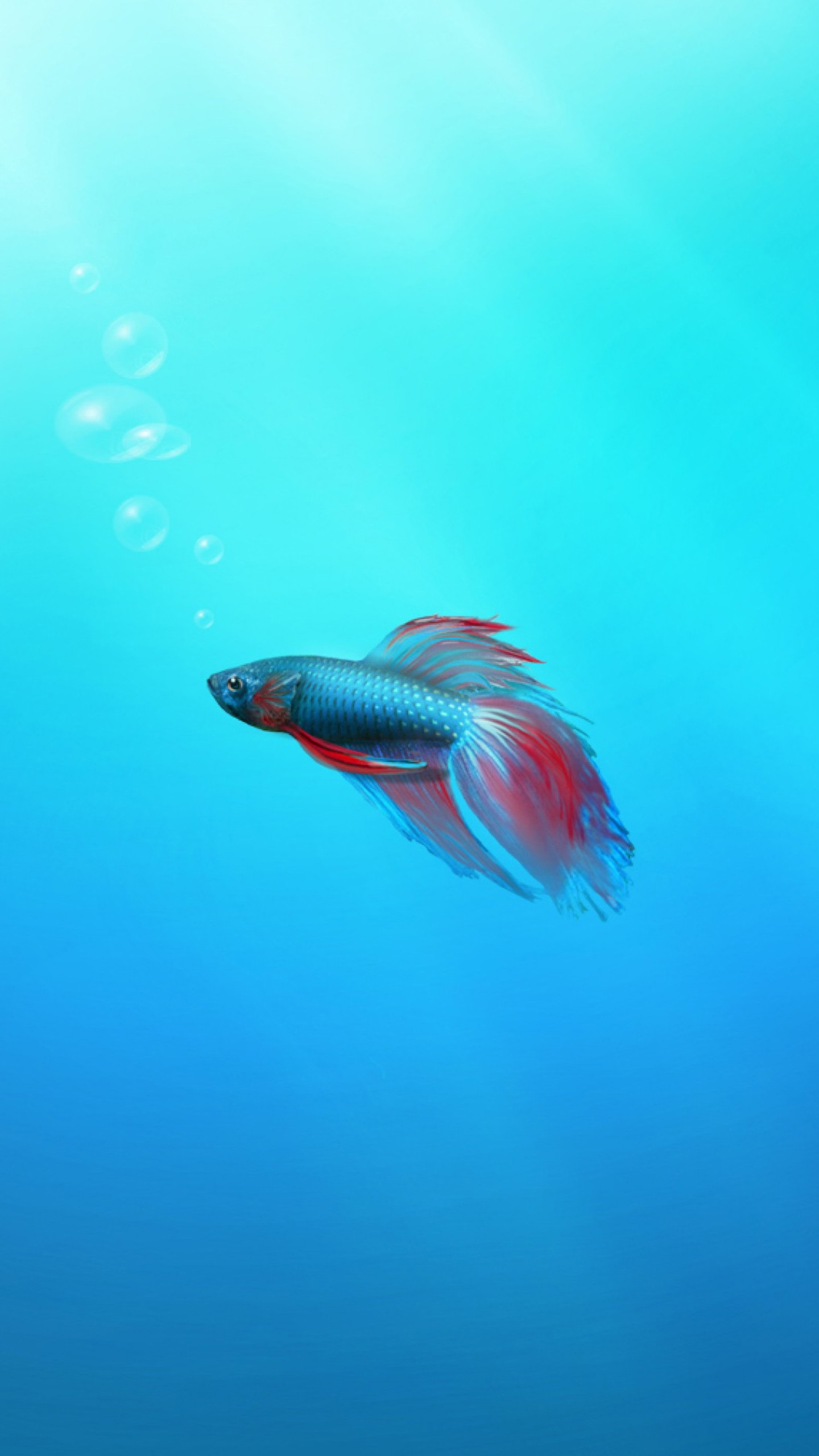 Pesce combattente, Sott'acqua, Bolle, Turchese, QHD+, sfondo Samsung S25 Edge