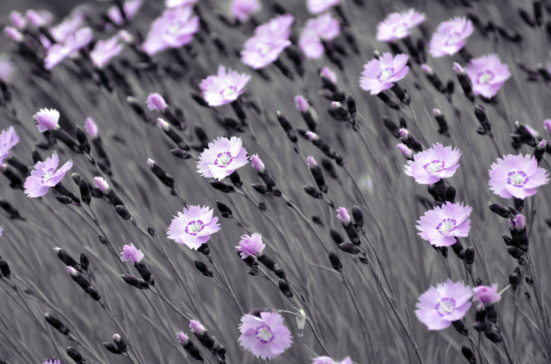 Garofani, Fiori viola, Colore selettivo, Grigio, Full HD, sfondo desktop