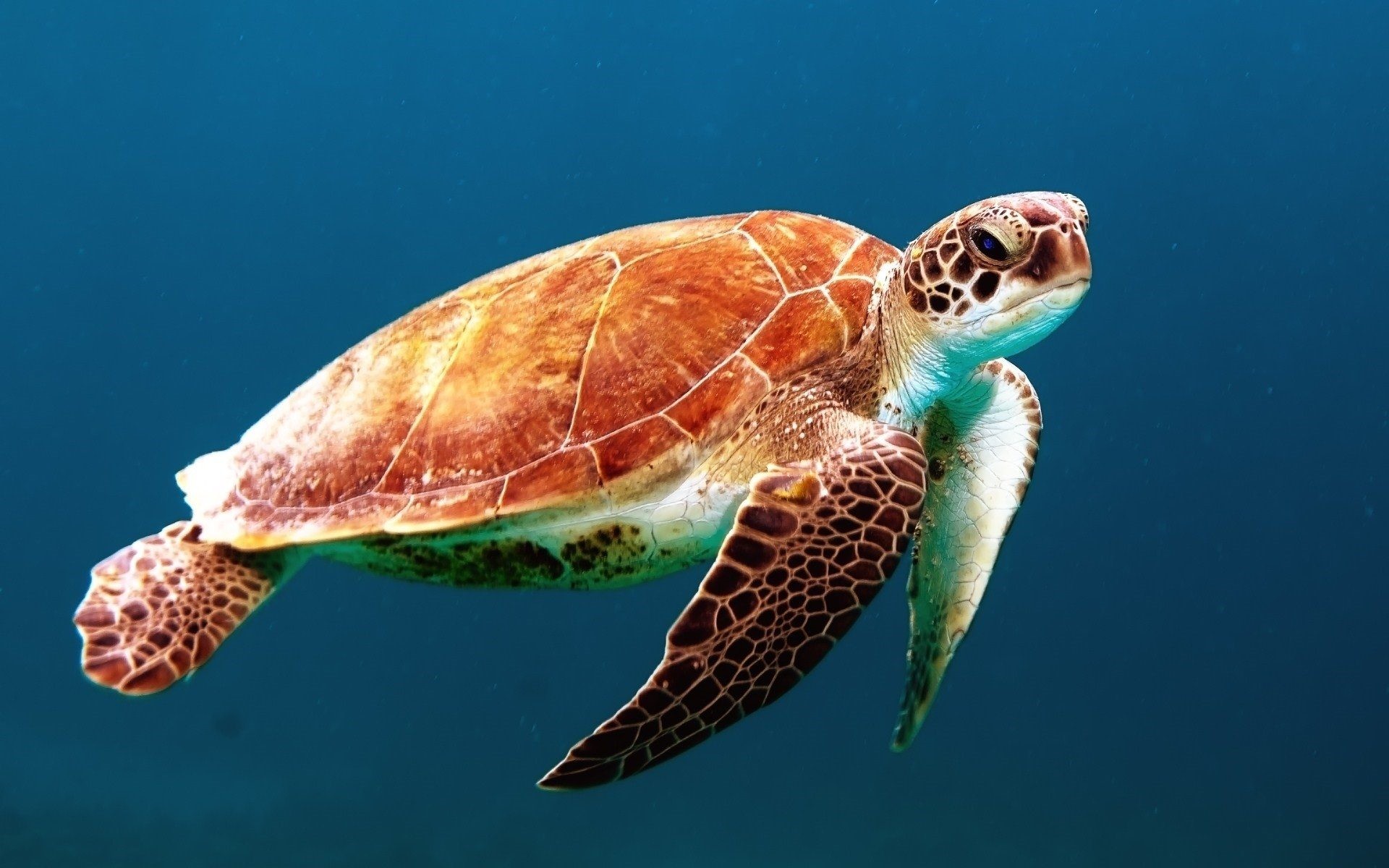 Tartaruga marina, Sott'acqua, Blu, Full HD, wallpaper per portatile