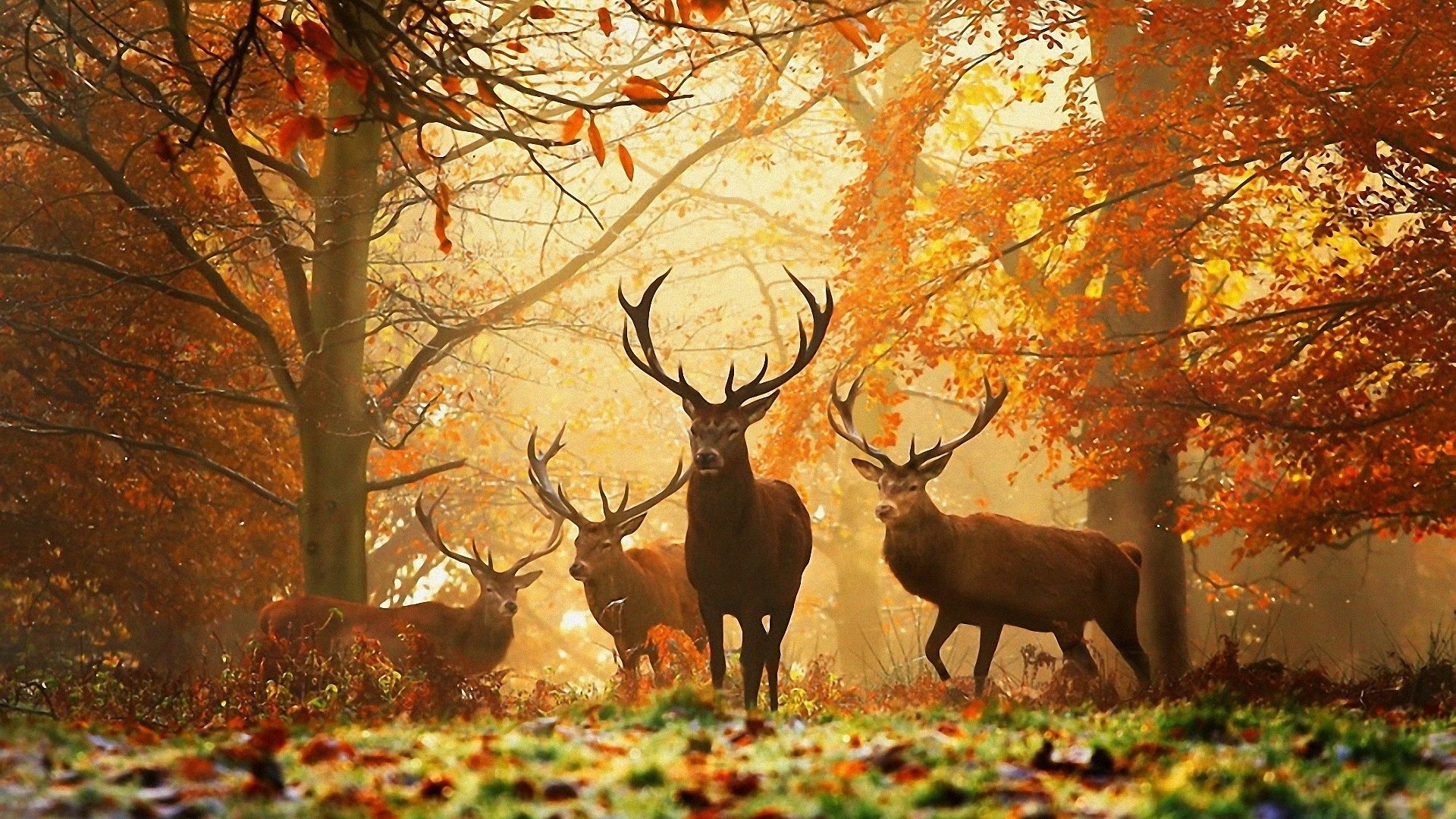 Cervi, Bosco, Raggi di sole, Foglie dorate, Full HD 1080p, sfondo desktop