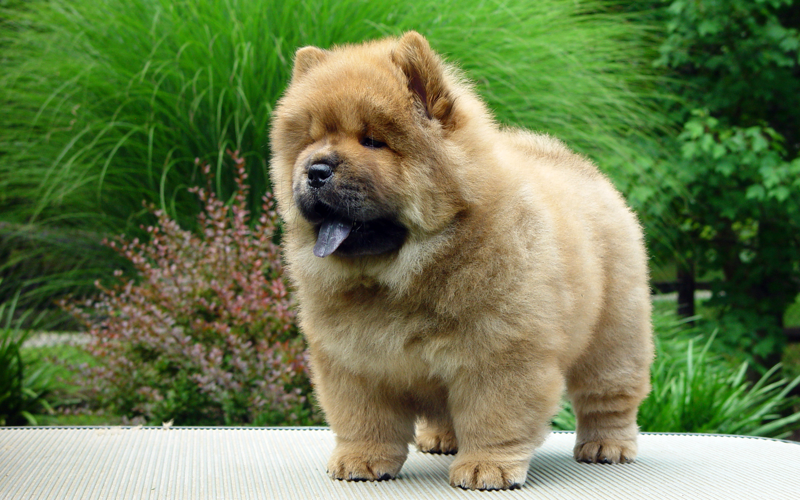 Chow Chow, Cucciolo, Cane, Pelo fulvo, Lingua blu, Giardino, Erba ornamentale, sfondo 2K