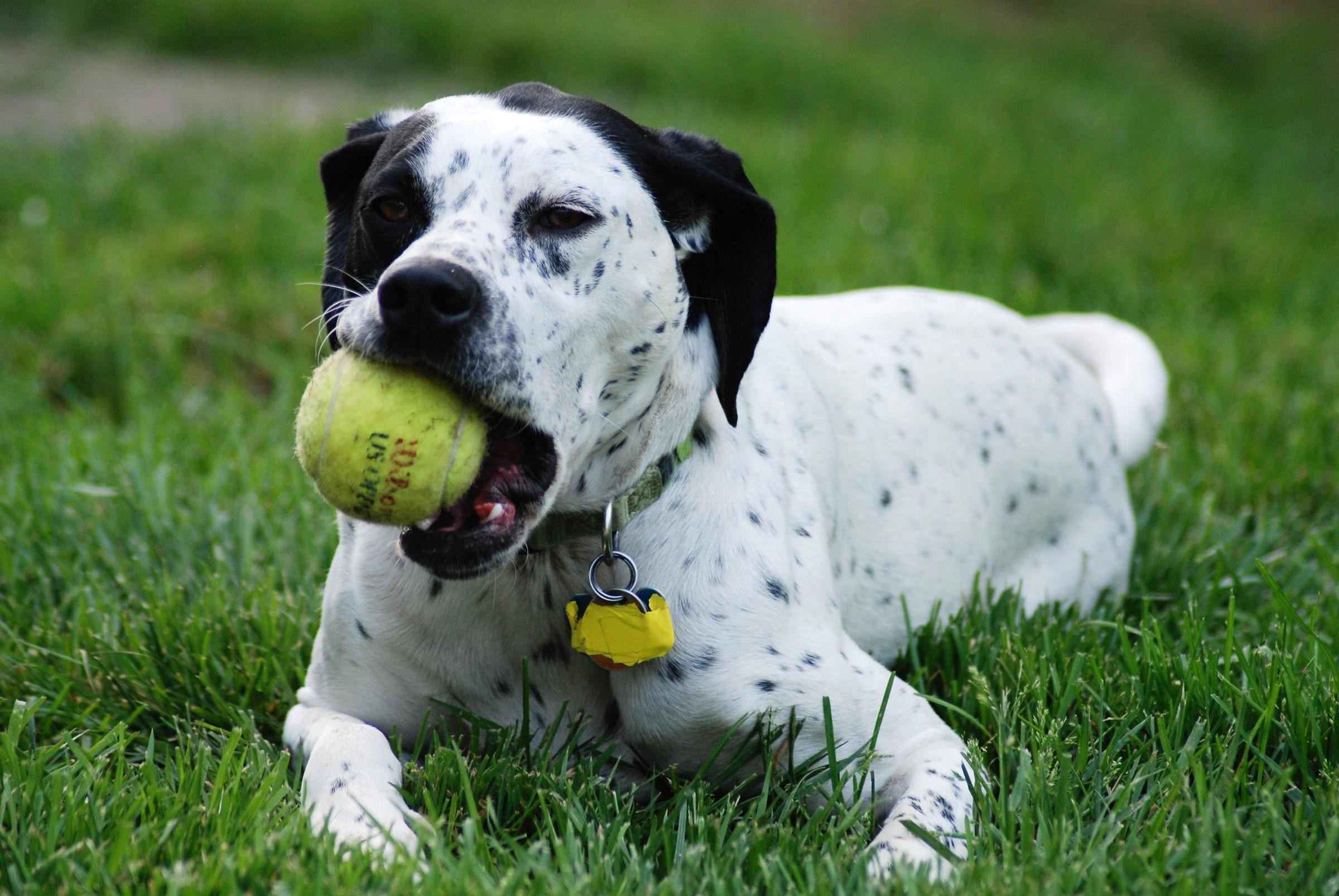 Cane, Pallina da tennis, Prato, Full HD, sfondo Windows 11