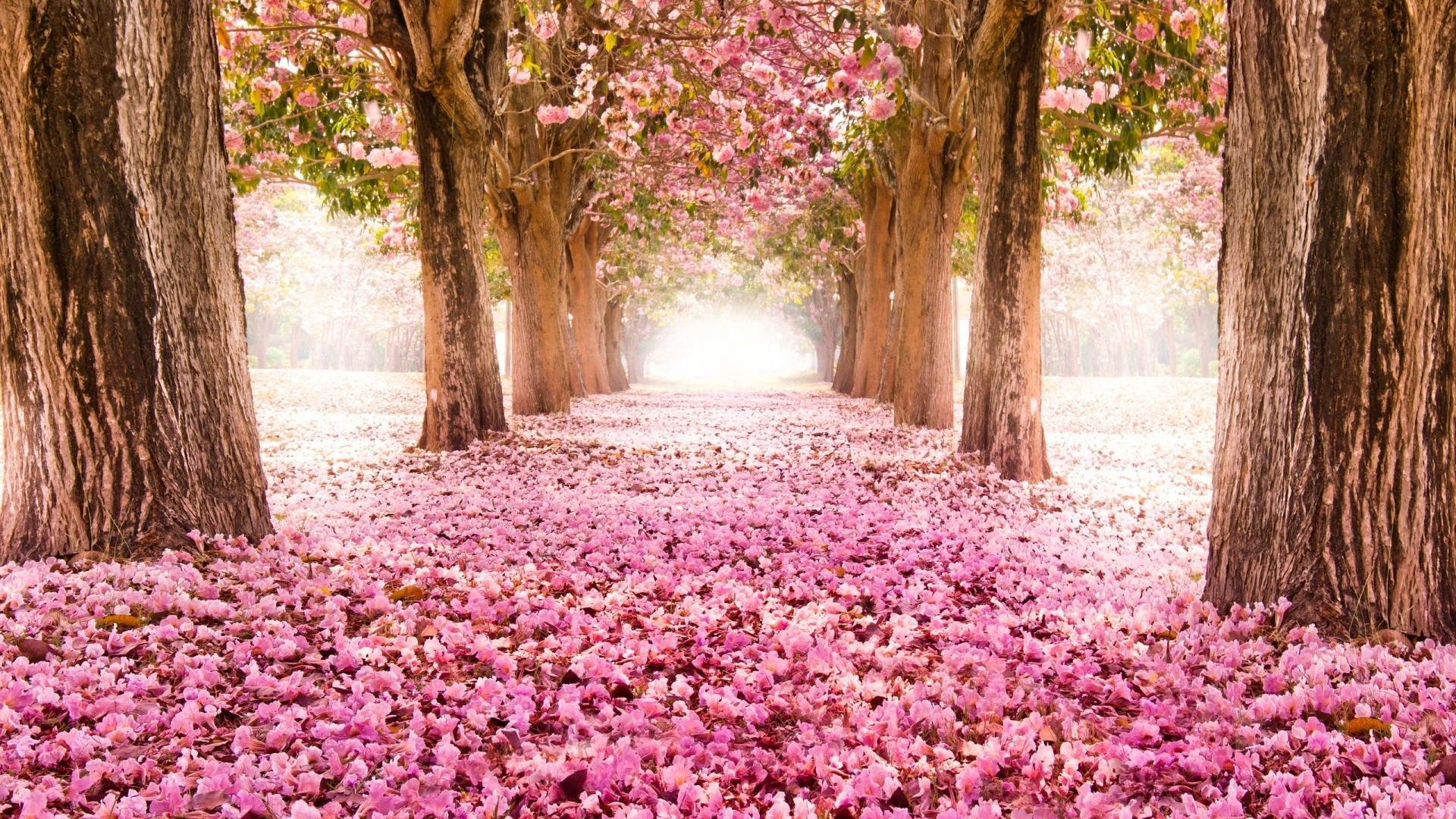 Viale alberato, Petali, Tappeto di fiori, Rosa, 1920x1080, sfondo per PC