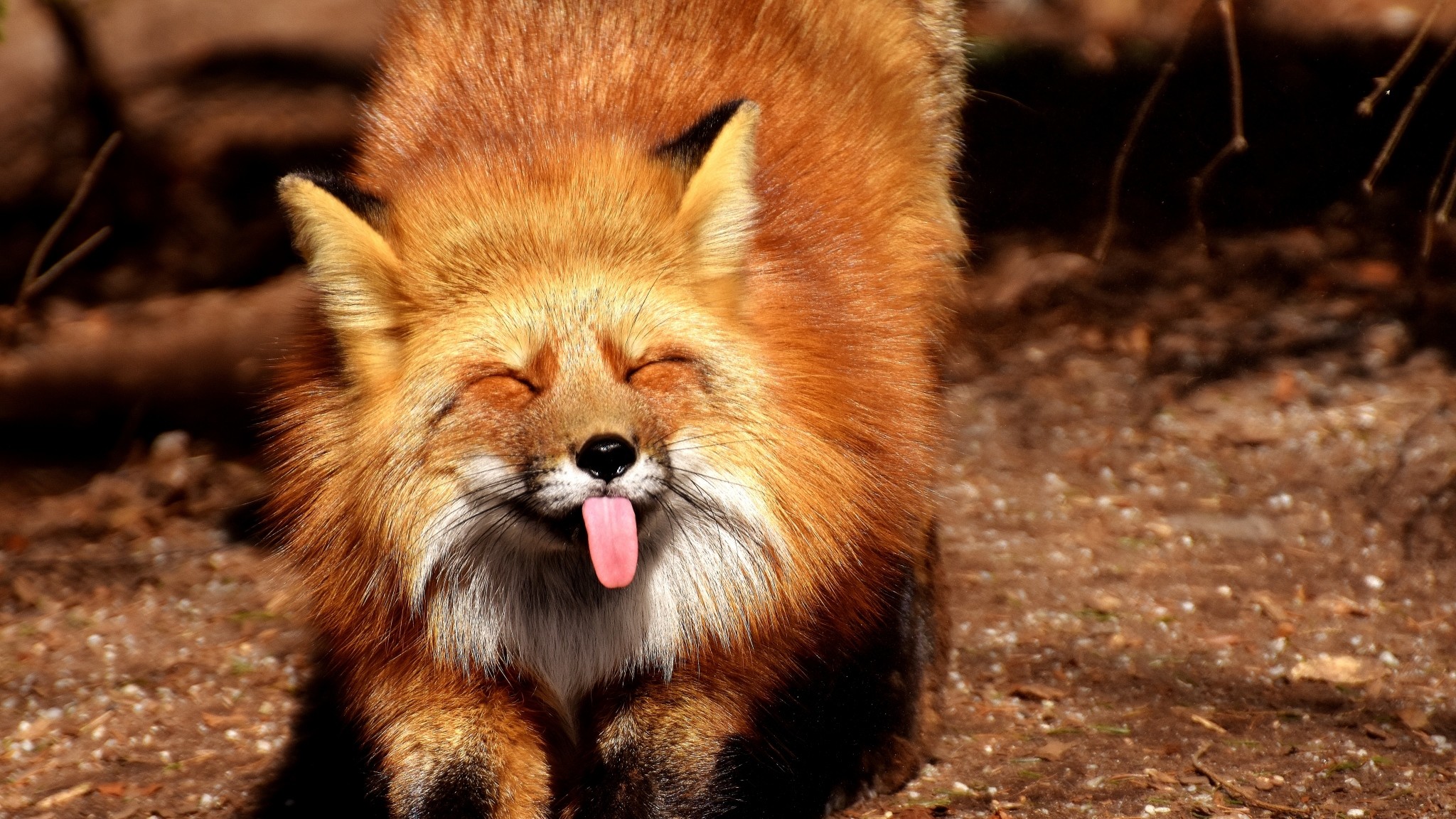 Volpe rossa, Lingua, Buffo, 16:9 Full HD, sfondo widescreen