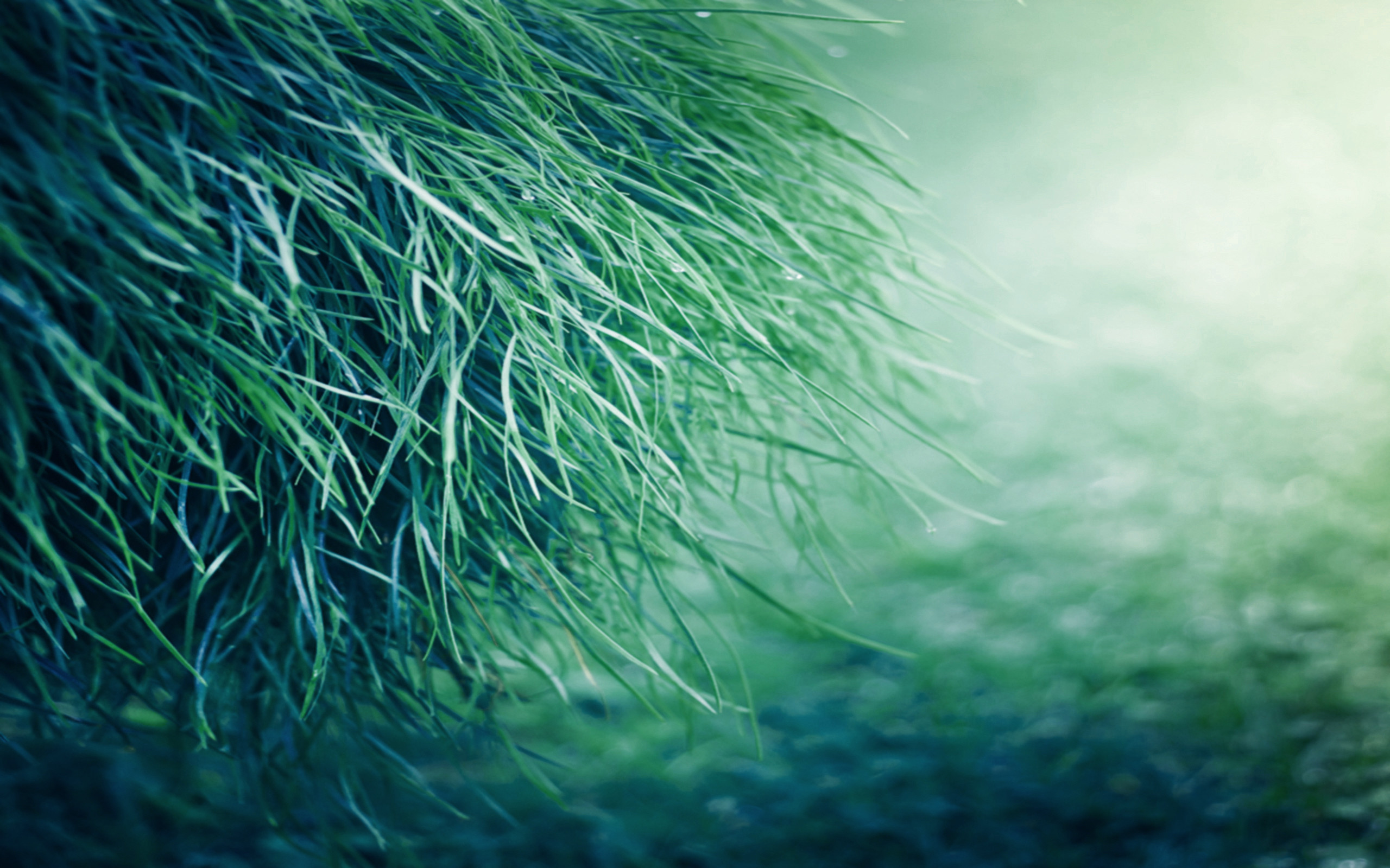 Erba, Primo piano, Verde acqua, 16:10 2K, sfondo widescreen