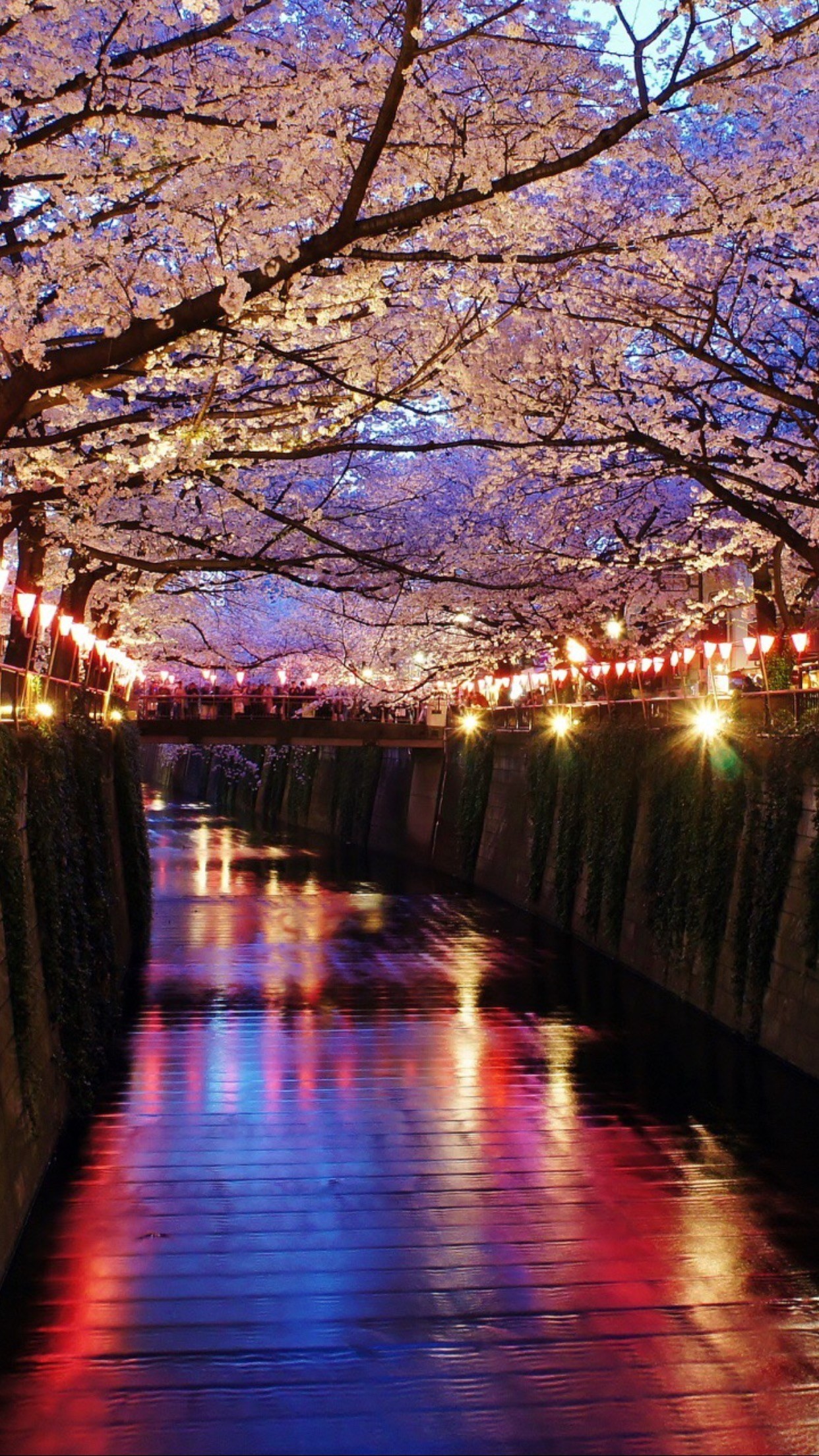 Fiume Meguro, Tokyo, Ciliegi, Lanterne, Notte, 1242x2208, schermata di blocco iPhone