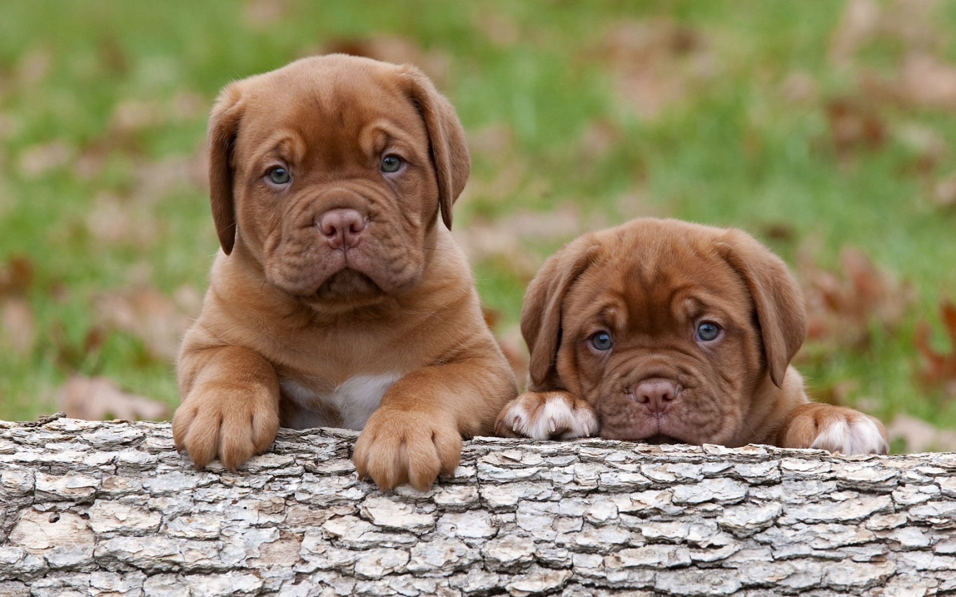 Dogue de Bordeaux, Cuccioli, Tronco, 1920x1200, sfondo per PC
