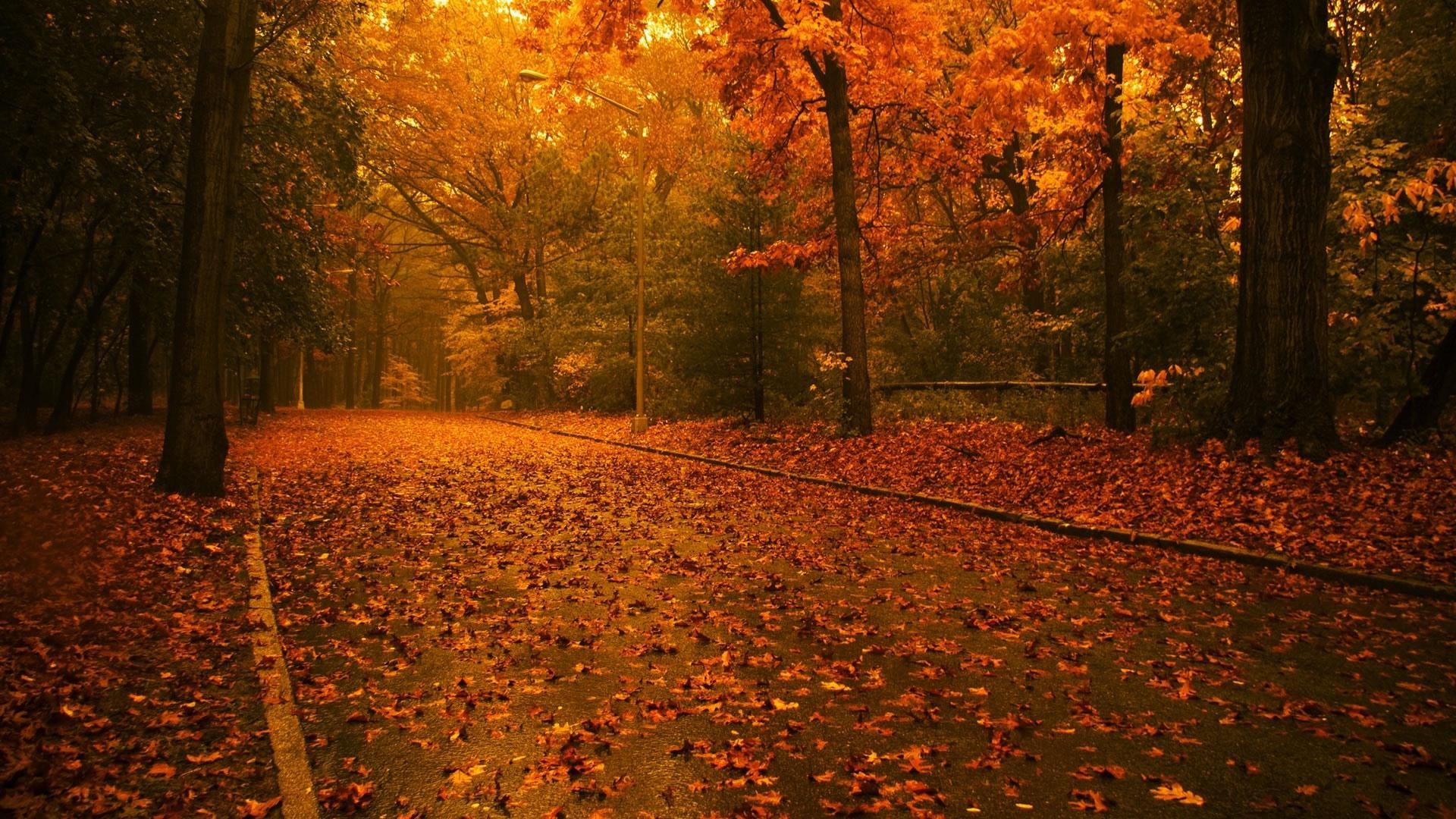 Foresta autunnale, Foglie cadute, Sentiero, Arancione, Full HD, sfondo per portatile