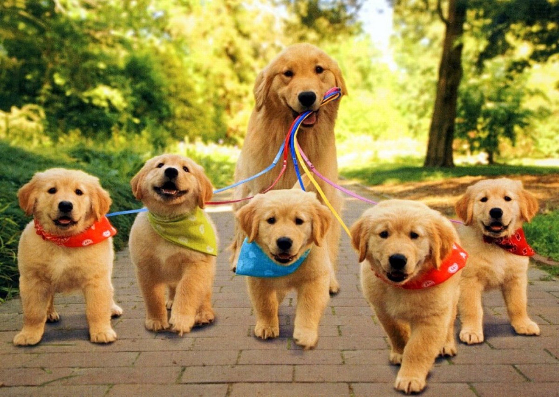Golden Retriever, Cuccioli, Guinzaglio, Bandane, Parco, Full HD, sfondo per PC