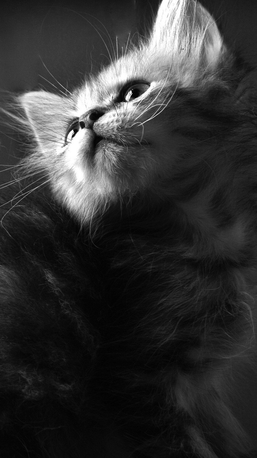 Gattino, Gatto, Bianco e nero, Animale domestico, Full HD, sfondo per smartphone