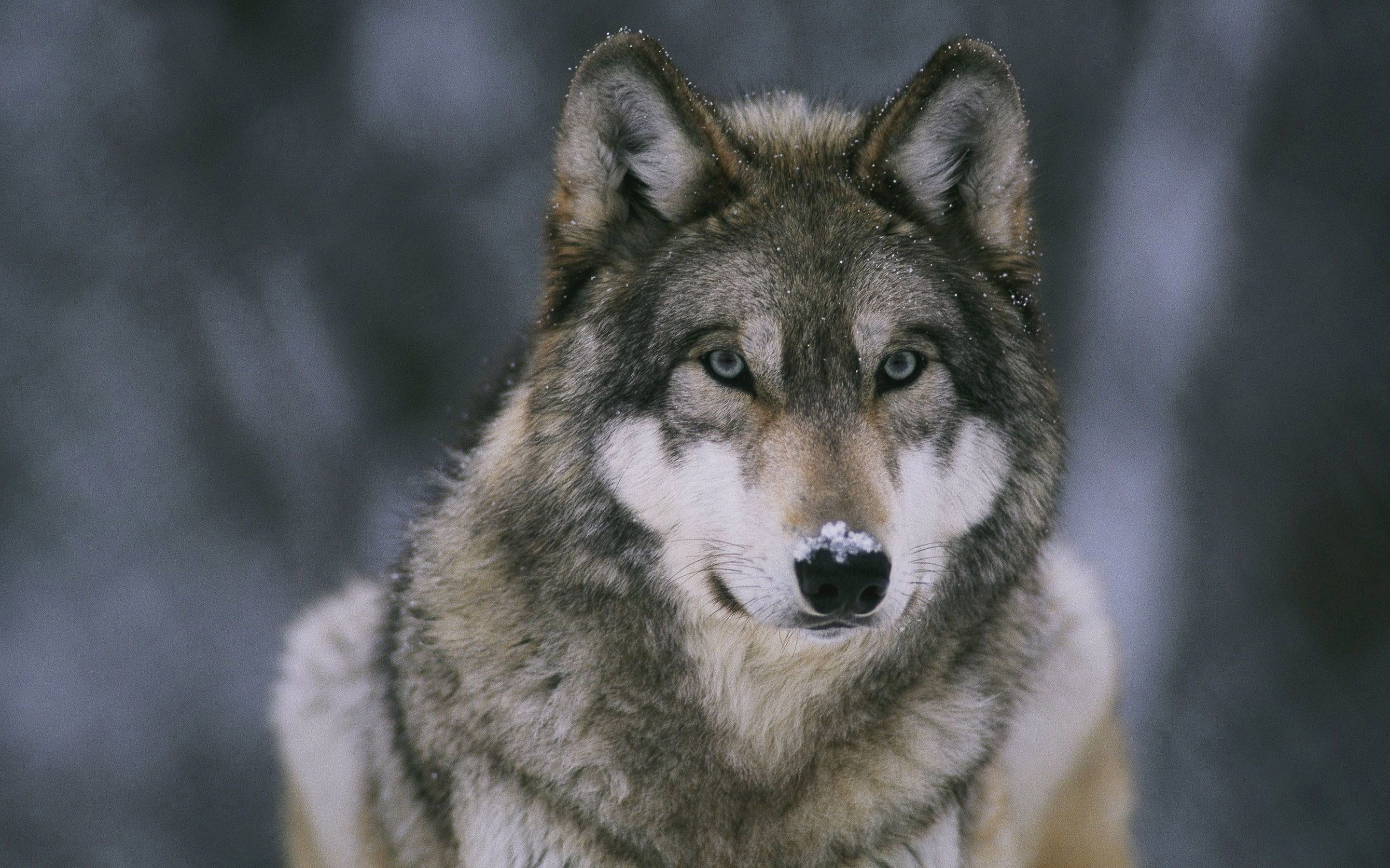 Lupo grigio, Ritratto, Sguardo, 2K, wallpaper per PC