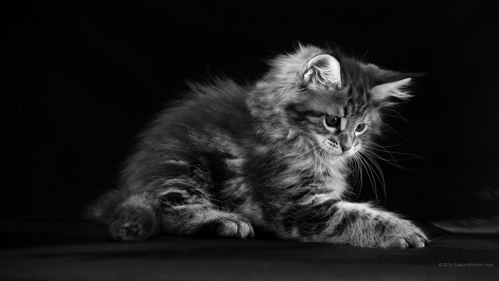 Gattino, Bianco e nero, Sfondo nero, wallpaper per computer