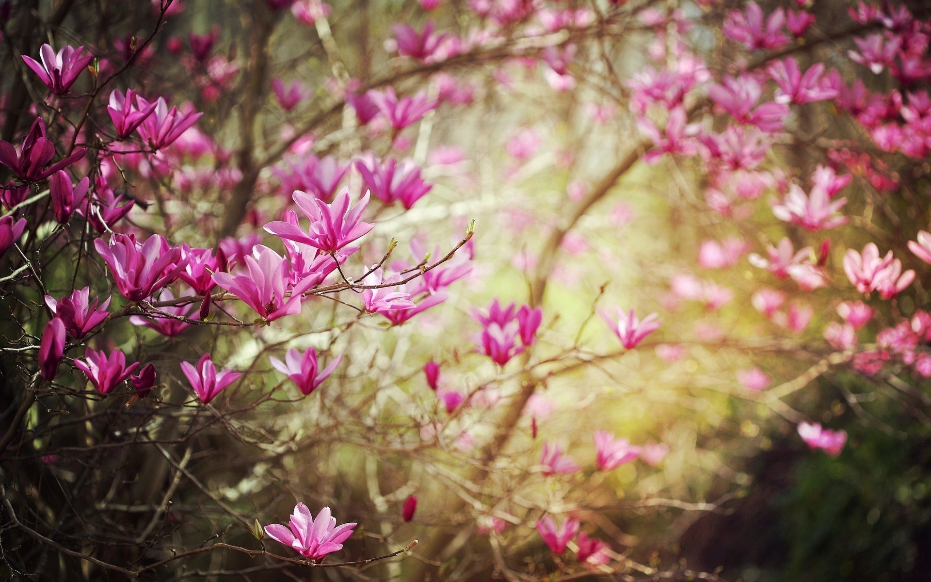 Magnolia, Fiori rosa, Primavera, Rami, wallpaper per tablet